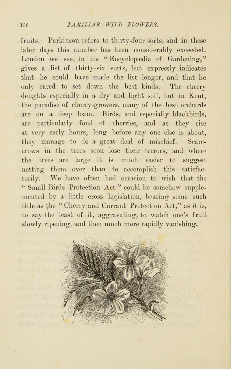 fruits. Parkinson refers to thirty-four sorts,, and in these later days this number has been considerably exceeded. Loudon we see, in his  Encyclopaedia of Gardening/'’ gives a list of thirty-six sorts, but expressly indicates that he could have made the list longer, and that he only cared to set down the best kinds. The cherry delights especially in a dry and light soil, but in Kent, the paradise of cherry-growers, many of the best orchards are on a deep loam. Birds, and especially blackbirds, are particularly fond of cherries, and as they rise at very early hours, long before any one else is about, they manage to do a great deal of mischief. Scare- crows in the trees soon lose their terrors, and where the trees are large it is much easier to suggest netting them over than to accomplish this satisfac- torily. We have often had occasion to wish that the “ Small Birds Protection Act ” could be somehow supple- mented by a little cross legislation, bearing some such title as the “ Cherry and Currant Protection Act/’ as it is, to say the least of it, aggravating, to watch one’s fruit slowly ripening, and then much more rapidly vanishing.