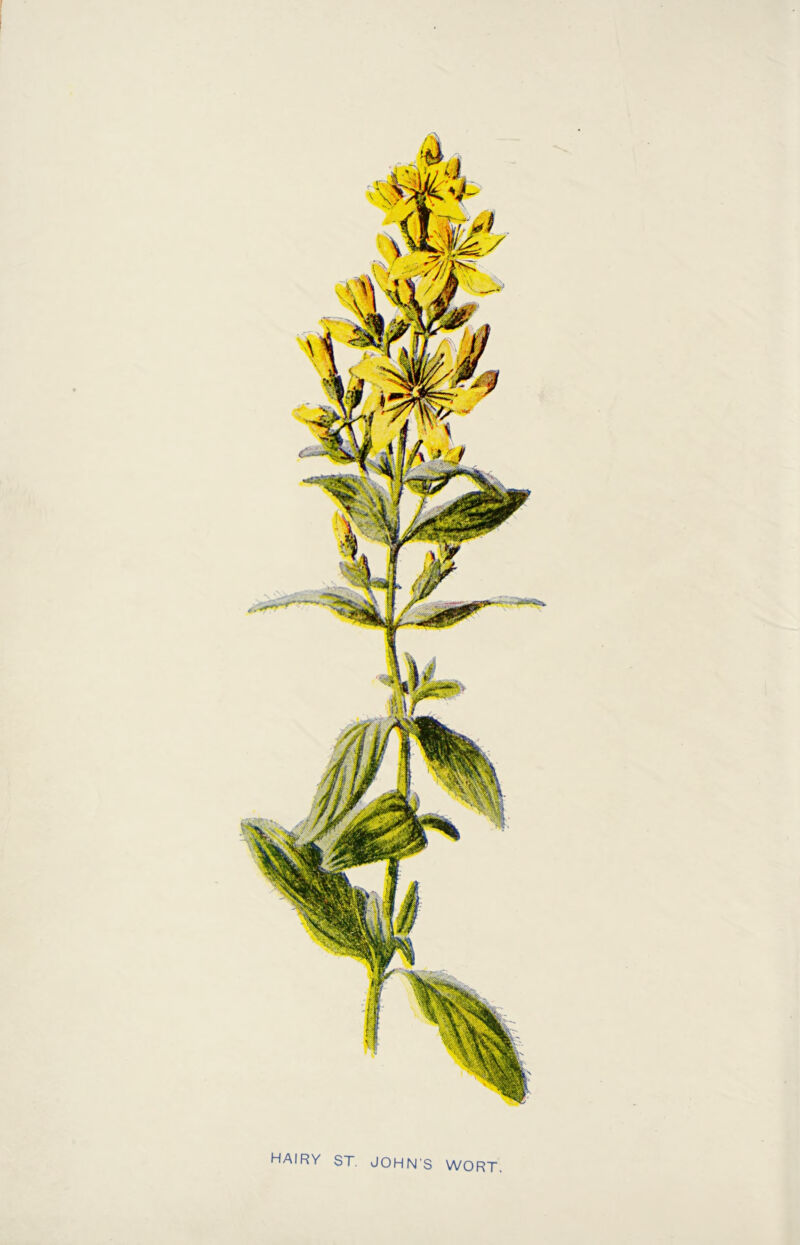 HAIRY ST. JOHN'S WORT