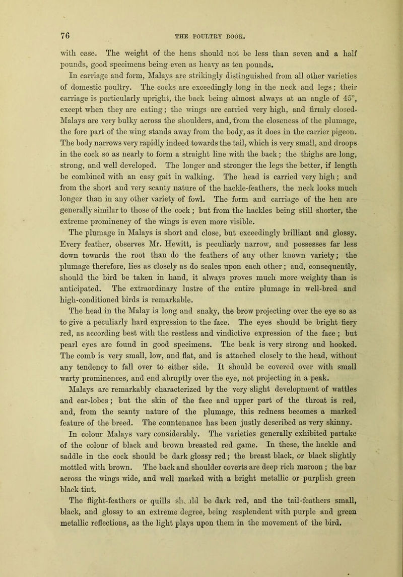 witli case. The weight of the hens should not be less than seven and a half pounds, good specimens being even as heavy as ten pounds. In carriage and form, Malays are strikingly distinguished from all other varieties of domestic poultry. The cocks are exceedingly long in the neck and legs; their carriage is particularly upright, the back being almost always at an angle of 45°, except when they are eating; the wings are carried very high, and firmly closed. Malays are very bulky across the shoulders, and, from the closeness of the plumage, the fore part of the wing stands away from the body, as it does in the carrier pigeon. The body narrows very rapidly indeed towards the tail, which is very small, and droops in the cock so as nearly to form a straight line with the back; the thighs are long, strong, and well developed. The longer and stronger the legs the better, if length be combined with an easy gait in walking. The head is carried very high; and from the short and very scanty nature of the hackle-feathers, the neck looks much longer than in any other variety of fowl. The form and carriage of the hen are generally similar to those of the cock ; but from the hacldes being still shorter, the extreme prominency of the wings is even more visible. The plumage in Malays is short and close, but exceedingly brilliant and glossy. Every feather, observes Mr. Hewitt, is peculiarly narrow, and possesses far less down towards the root than do the feathers of any other known variety; the plumage therefore, lies as closely as do scales upon each other; and, consequently, should the bird be taken in hand, it always proves much more weighty than is anticipated. The extraordinary lustre of the entire plumage in well-bred and high-conditioned birds is remarkable. The head in the Malay is long and snaky, the brow projecting over the eye so as to give a peculiarly hard expression to the face. The eyes should be bright fiery red, as according best with the restless and vindictive expression of the face ; but pearl eyes are found in good specimens. The beak is very strong and hooked. The comb is very small, low, and flat, and is attached closely to the head, without any tendency to fall over to either side. It should be covered over with small warty prominences, and end abruptly over the eye, not projecting in a peak. Malays are remarkably characterized by the very slight development of wattles and ear-lobes; but the skin of the face and upper part of the throat is red, and, from the scanty nature of the plumage, this redness becomes a marked feature of the breed. The countenance has been justly described as very skinny. In colour Malays vary considerably. The varieties generally exhibited partake of the colour of black and brown breasted red game. In these, the haclde and saddle in the cock should be dark glossy red; the breast black, or black slightly mottled with brown. The back and shoulder coverts are deep rich maroon ; the bar across the wings wide, and well marked with a bright metallic or purplish green black tint. The flight-feathers or quills sIk old be dark red, and the tail-feathers small, black, and glossy to an extreme degree, being resplendent with purple and green metallic reflections, as the light plays upon them in the movement of the bird.