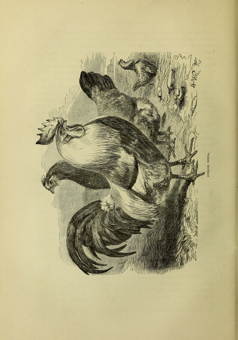 P0RK1NG FOWLS,