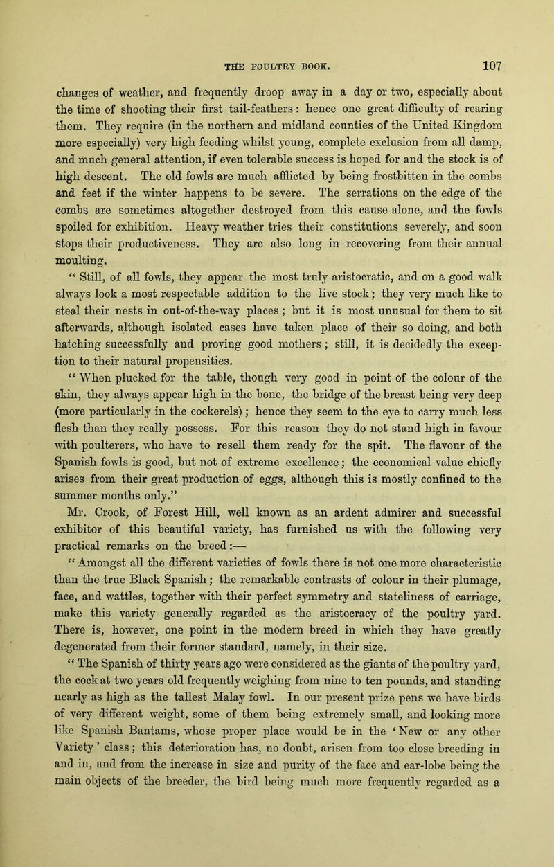 changes of weather, and frequently droop away in a day or two, especially about the time of shooting their first tail-feathers : hence one great difficulty of rearing them. They require (in the northern and midland counties of the United Kingdom more especially) very high feeding whilst young, complete exclusion from all damp, and much general attention, if even tolerable success is hoped for and the stock is of high descent. The old fowls are much afflicted by being frostbitten in the combs and feet if the winter happens to be severe. The serrations on the edge of the combs are sometimes altogether destroyed from this cause alone, and the fowls spoiled for exhibition. Heavy weather tries their constitutions severely, and soon stops their productiveness. They are also long in recovering from their annual moulting. “ Still, of all fowls, they appear the most truly aristocratic, and on a good walk always look a most respectable addition to the live stock; they very much like to steal their nests in out-of-the-way places ; but it is most unusual for them to sit afterwards, although isolated cases have taken place of their so doing, and both hatching successfully and proving good mothers; still, it is decidedly the excep- tion to their natural propensities. “ When plucked for the table, though very good in point of the colour of the skin, they always appear high in the bone, the bridge of the breast being very deep (more particularly in the cockerels); hence they seem to the eye to carry much less flesh than they really possess. For this reason they do not stand high in favour with poulterers, who have to resell them ready for the spit. The flavour of the Spanish fowls is good, but not of extreme excellence; the economical value chiefly arises from their great production of eggs, although this is mostly confined to the summer months only.” Mr. Crook, of Forest Hill, well known as an ardent admirer and successful exhibitor of this beautiful variety, has furnished us with the following very practical remarks on the breed:— “ Amongst all the different varieties of fowls there is not one more characteristic than the true Black Spanish; the remarkable contrasts of colour in their plumage, face, and wattles, together with their perfect symmetry and stateliness of carriage, make this variety generally regarded as the aristocracy of the poultry yard. There is, however, one point in the modern breed in which they have greatly degenerated from their former standard, namely, in their size. “ The Spanish of thirty years ago were considered as the giants of the poultry yard, the cock at two years old frequently weighing from nine to ten pounds, and standing nearly as high as the tallest Malay fowl. In our present prize pens we have birds of very different weight, some of them being extremely small, and looking more like Spanish Bantams, whose proper place would be in the ‘New or any other Variety ’ class; this deterioration has, no doubt, arisen from too close breeding in and in, and from the increase in size and purity of the face and ear-lobe being the main objects of the breeder, the bird being much more frequently regarded as a