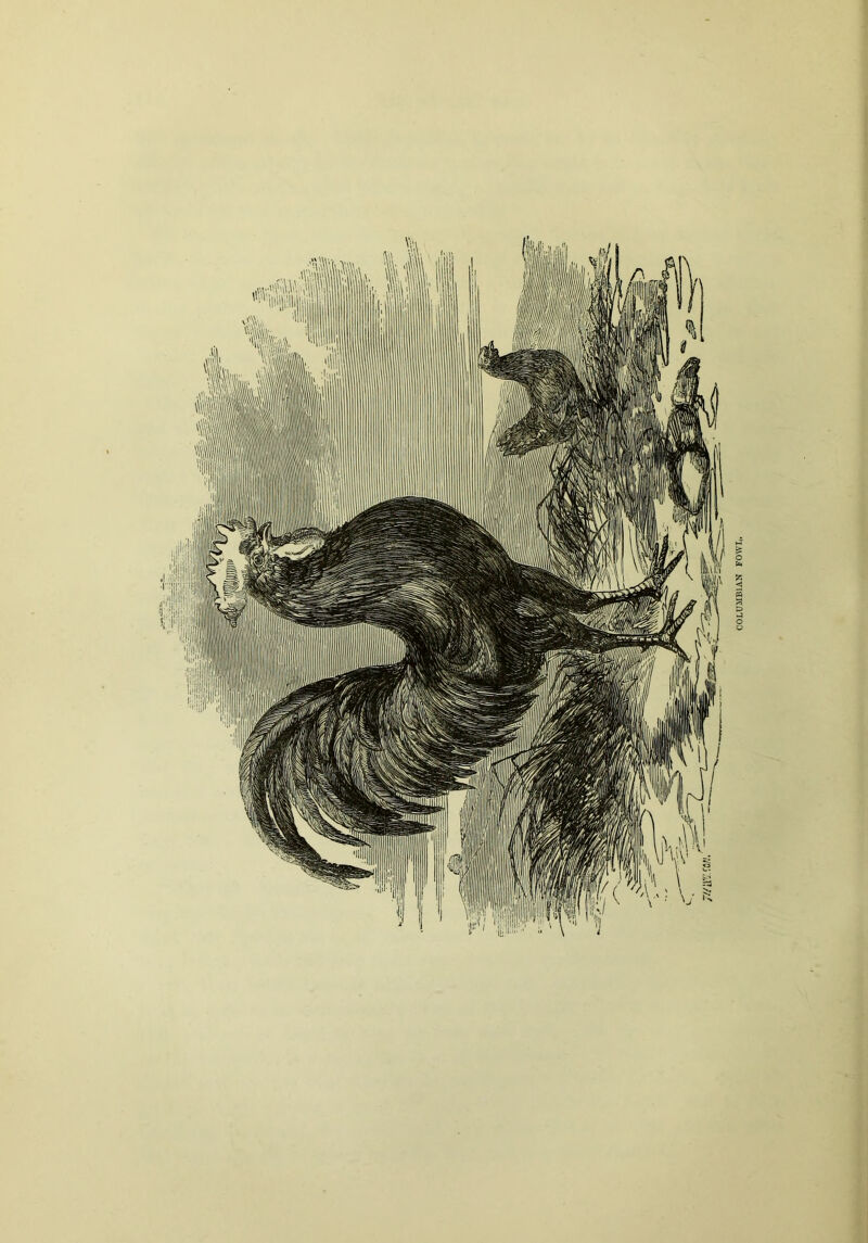 COLUMBIAN FOWL.