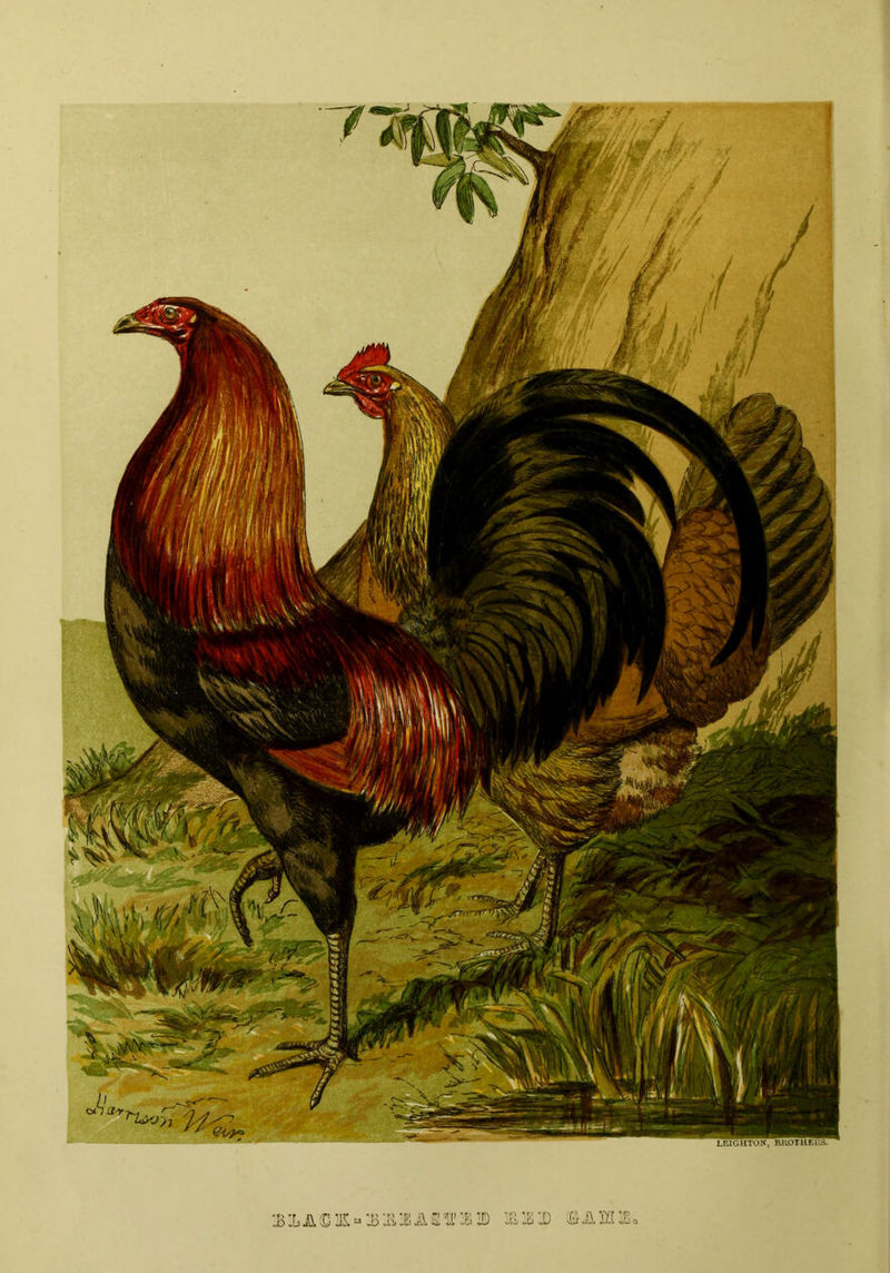 31JDL(DIK“3'J&lEi!tSlIflB3!!> '&WD SAIL LEIGHTON, BROTHERS.