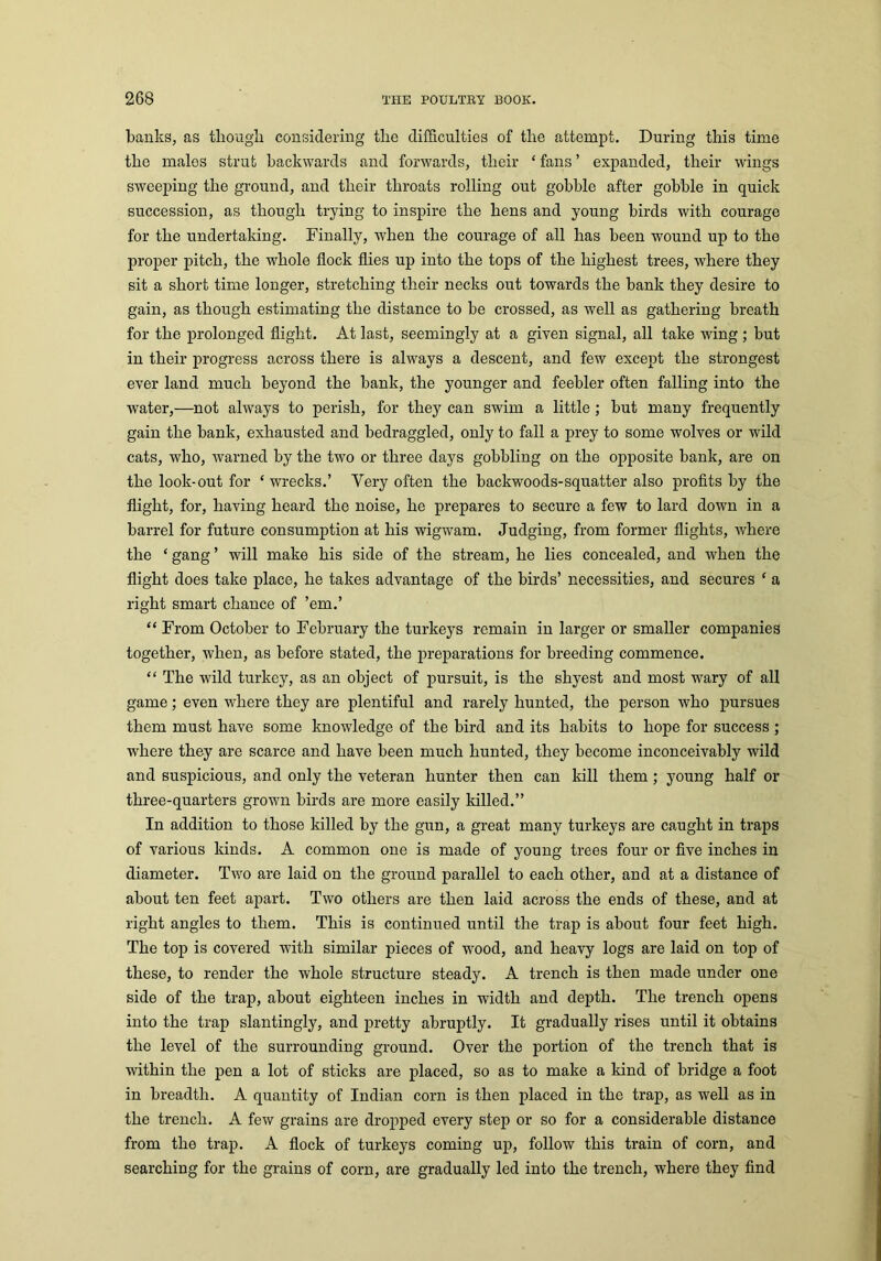 banks, as though considering the difficulties of the attempt. During this time the males strut backwards and forwards, their ‘ fans ’ expanded, their wings sweeping the ground, and their throats rolling out gobble after gobble in quick succession, as though trying to inspire the hens and young birds with courage for the undertaking. Finally, when the courage of all has been wound up to the proper pitch, the whole flock flies up into the tops of the highest trees, where they sit a short time longer, stretching their necks out towards the bank they desire to gain, as though estimating the distance to be crossed, as well as gathering breath for the prolonged flight. At last, seemingly at a given signal, all take wing ; but in their progress across there is always a descent, and few except the strongest ever land much beyond the bank, the younger and feebler often falling into the water,—not always to perish, for they can swim a little ; but many frequently gain the bank, exhausted and bedraggled, only to fall a prey to some wolves or wild cats, who, warned by the two or three days gobbling on the opposite bank, are on the look-out for ‘ wrecks.’ Very often the backwoods-squatter also profits by the flight, for, having heard the noise, he prepares to secure a few to lard down in a barrel for future consumption at his wigwam. Judging, from former flights, where the ‘ gang ’ will make his side of the stream, he lies concealed, and when the flight does take place, he takes advantage of the birds’ necessities, and secures ‘ a right smart chance of ’em.’ “ From October to February the turkeys remain in larger or smaller companies together, when, as before stated, the preparations for breeding commence. “ The wild turkey, as an object of pursuit, is the shyest and most wary of all game; even where they are plentiful and rarely hunted, the person who pursues them must have some knowledge of the bird and its habits to hope for success ; where they are scarce and have been much hunted, they become inconceivably wild and suspicious, and only the veteran hunter then can kill them; young half or three-quarters grown birds are more easily killed.” In addition to those killed by the gun, a great many turkeys are caught in traps of various kinds. A common one is made of young trees four or five inches in diameter. Two are laid on the ground parallel to each other, and at a distance of about ten feet apart. Two others are then laid across the ends of these, and at right angles to them. This is continued until the trap is about four feet high. The top is covered with similar pieces of wood, and heavy logs are laid on top of these, to render the whole structure steady. A trench is then made under one side of the trap, about eighteen inches in width and depth. The trench opens into the trap slantingly, and pretty abruptly. It gradually rises until it obtains the level of the surrounding ground. Over the portion of the trench that is within the pen a lot of sticks are placed, so as to make a kind of bridge a foot in breadth. A quantity of Indian corn is then placed in the trap, as well as in the trench. A few grains are dropped every step or so for a considerable distance from the trap. A flock of turkeys coming up, follow this train of corn, and searching for the grains of corn, are gradually led into the trench, where they find