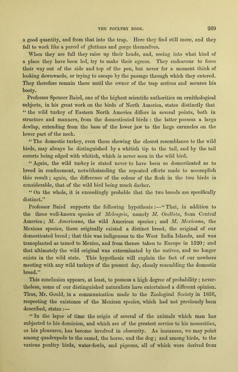 a good quantity, and from that into the trap. Here they find still more, and they fall to work like a parcel of gluttons and gorge themselves. When they are full they raise up their heads, and, seeing into what kind of a place they have been led, try to make their egress* They endeavour to force their way out of the side and top of the pen, but never for a moment think of looking downwards, or trying to escape by the passage through which they entered. They therefore remain there until the owner of the trap arrives and secures his booty. Professor Spencer Baird, one of the highest scientific authorities on ornithological subjects, in his great work on the birds of North America, states distinctly that “ the wild turkey of Eastern North America differs in several points, both in structure and manners, from the domesticated birds : the latter possess a large dewlap, extending from the base of the lower jaw to the large caruncles on the lower part of the neck. “ The domestic turkey, even those showing the closest resemblance to the wild birds, may always he distinguished by a whitish tip to the tail, and by the tail coverts being edged with whitish, which is never seen in the wild bird. “ Again, the wild turkey is stated never to have been so domesticated as to breed in confinement, notwithstanding the repeated efforts made to accomplish this result; again, the difference of the colour of the flesh in the two birds is considerable, that of the wild bird being much darker. “ On the whole, it is exceedingly probable that the two breeds are specifically distinct.” Professor Baird supports the following hypothesis :—“ That, in addition to the three well-known species of Meleagris, namely M. Occllata, from Central America; M. Americana, the wild American species; and M. Mexicana, the Mexican species, there originally existed a distinct breed, the original of our domesticated breed ; that this was indigenous to the West India Islands, and was transplanted as tamed to Mexico, and from thence taken to Europe in 1520; and that ultimately the wild original was exterminated by the natives, and no longer exists in the wild state. This hypothesis will explain the fact of our nowhere meeting with any wild turkeys of the present day, closely resembling the domestic breed.” This conclusion appears, at least, to possess a high degree of probability; never- theless, some of our distinguished naturalists have entertained a different opinion. Thus, Mr. Gould, in a communication made to the Zoological Society in 1856, respecting the existence of the Mexican species, which had not previously been described, states:— “ In the lapse of time the origin of several of the animals which man has subjected to his dominion, and which are of the greatest service to his necessities, or his pleasures, has become involved in obscurity. As instances, we may point among quadrupeds to the camel, the horse, and the dog; and among birds, to the various poultry birds, water-fowls, and pigeons, all of which were derived from