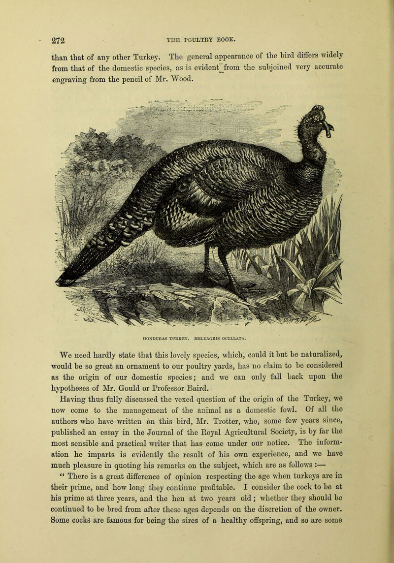 We need hardly state that this lovely species, which, could it but be naturalized, would be so great an ornament to our poultry yards, has no claim to be considered as the origin of our domestic species; and we can only fall back upon the hypotheses of Mr. Gould or Professor Baird. Having thus fully discussed the vexed question of the origin of the Turkey, we now come to the management of the animal as a domestic fowl. Of all the authors who have written on this bird, Mr. Trotter, who, some few years since, published an essay in the Journal of the Royal Agricultural Society, is by far the most sensible and practical writer that has come under our notice. The inform- ation he imparts is evidently the result of his own experience, and we have much pleasure in quoting his remarks on the subject, which are as follows :— “ There is a great difference of opinion respecting the age when turkeys are in their prime, and how long they continue profitable. I consider the cock to be at his prime at three years, and the hen at two years old; whether they should be continued to be bred from after these ages depends on the discretion of the owner. Some cocks are famous for being the sires of a healthy offspring, and so are some 272 the poultry book. than that of any other Turkey. The general appearance of the bird differs widely from that of the domestic species, as is evidentMrom the subjoined very accurate engraving from the pencil of Mr. Wood. HONDURAS TURKEY. MELEAGRJS OCELLATA.