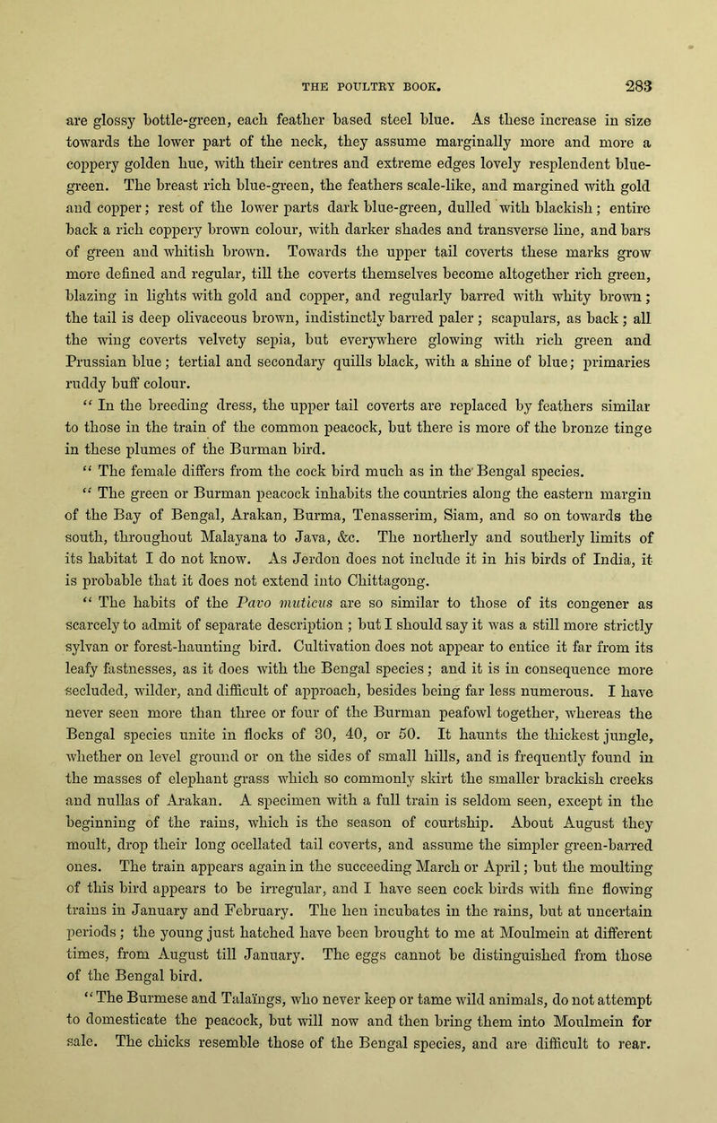 are glossy bottle-green, each feather based steel blue. As tliese increase in size towards the lower part of the neck, they assume marginally more and more a coppery golden hue, with their centres and extreme edges lovely resplendent blue- green. The breast rich blue-green, the feathers scale-like, and margined with gold and copper; rest of the lower parts dark blue-green, dulled with blackish; entire back a rich coppery brown colour, with darker shades and transverse line, and bars of green and whitish brown. Towards the upper tail coverts these marks grow more defined and regular, till the coverts themselves become altogether rich green, blazing in lights with gold and copper, and regularly barred with whity brown; the tail is deep olivaceous brown, indistinctly barred paler ; scapulars, as back; all the wing coverts velvety sepia, but everywhere glowing with rich green and Prussian blue; tertial and secondary quills black, with a shine of blue; primaries ruddy buff colour. “ In the breeding dress, the upper tail coverts are replaced by feathers similar to those in the train of the common peacock, but there is more of the bronze tinge in these plumes of the Burman bird. “ The female differs from the cock bird much as in the Bengal species. “ The green or Burman peacock inhabits the countries along the eastern margin of the Bay of Bengal, Arakan, Burma, Tenasserim, Siam, and so on towards the south, throughout Malayana to Java, &c. The northerly and southerly limits of its habitat I do not know. As Jerdon does not include it in his birds of India, it is probable that it does not extend into Chittagong. “ The habits of the Pavo muticus are so similar to those of its congener as scarcely to admit of separate description ; but I should say it was a still more strictly sylvan or forest-haunting bird. Cultivation does not appear to entice it far from its leafy fastnesses, as it does with the Bengal species; and it is in consequence more secluded, wilder, and difficult of approach, besides being far less numerous. I have never seen more than three or four of the Burman peafowl together, whereas the Bengal species unite in flocks of 30, 40, or 50. It haunts the thickest jungle, whether on level ground or on the sides of small hills, and is frequently found in the masses of elephant grass which so commonly skirt the smaller brackish creeks and nullas of Arakan. A specimen with a full train is seldom seen, except in the beginning of the rains, which is the season of courtship. About August they moult, drop their long ocellated tail coverts, and assume the simpler green-barred ones. The train appears again in the succeeding March or April; but the moulting of this bird appears to be irregular, and I have seen cock birds with fine flowing trains in January and February. The hen incubates in the rains, but at uncertain periods; the young just hatched have been brought to me at Moulmein at different times, from August till January. The eggs cannot be distinguished from those of the Bengal bird. “ The Burmese and Takings, who never keep or tame wild animals, do not attempt to domesticate the peacock, hut will now and then bring them into Moulmein for sale. The chicks resemble those of the Bengal species, and are difficult to rear.