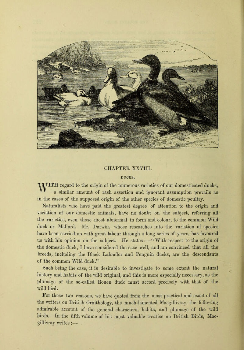 CHAPTER XXVIII. DUCKS. TV7ITH regard to the origin of the numerous varieties of our domesticated ducks, *  a similar amount of rash assertion and ignorant assumption prevails as in the cases of the supposed origin of the other species of domestic poultry. Naturalists who have paid the greatest degree of attention to the origin and variation of our domestic animals, have no doubt on the subject, referring all the varieties, even those most abnormal in form and colour, to the common Wild duck or Mallard. Mr. Darwin, whose researches into the variation of species have been carried on with great labour through a long series of years, has favoured us with his opinion on the subject. He states :—“With respect to the origin of the domestic duck, I have considered the case well, and am convinced that all the breeds, including the Black Labrador and Penguin ducks, are the descendants of the common Wild duck.” Such being the case, it is desirable to investigate to some extent the natural history and habits of the wild original, and this is more especially necessary, as the plumage of the so-called Rouen duck must accord precisely with that of the wild bird. For these two reasons, we have quoted from the most practical and exact of all the writers on British Ornithology, the much-lamented Macgillivray, the following admirable account of the general characters, habits, and plumage of the wild birds. In the fifth volume of his most valuable treatise on British Birds, Mac- gillivray writes:—