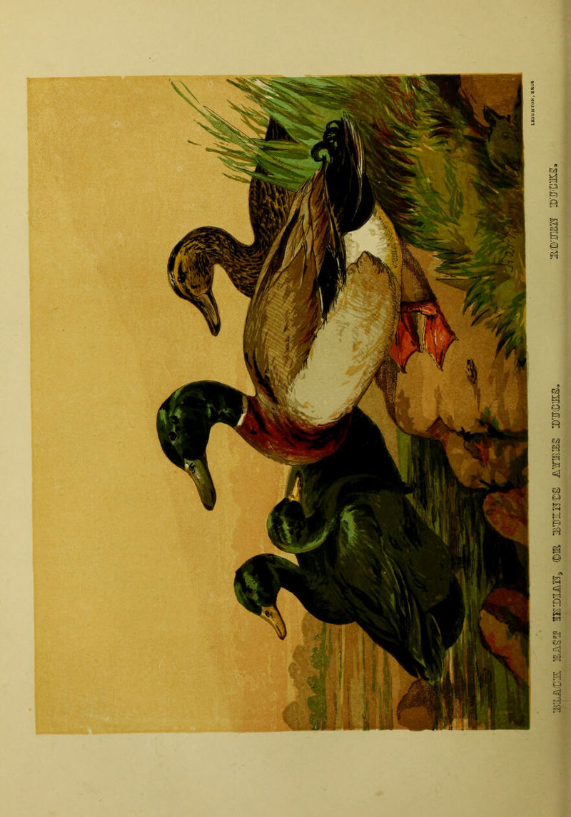 iS&MTJI BAS® SKDZiiHs ©IE BglEEKCS iOTES HDWim IE®'mSH ID'XT©IKS.