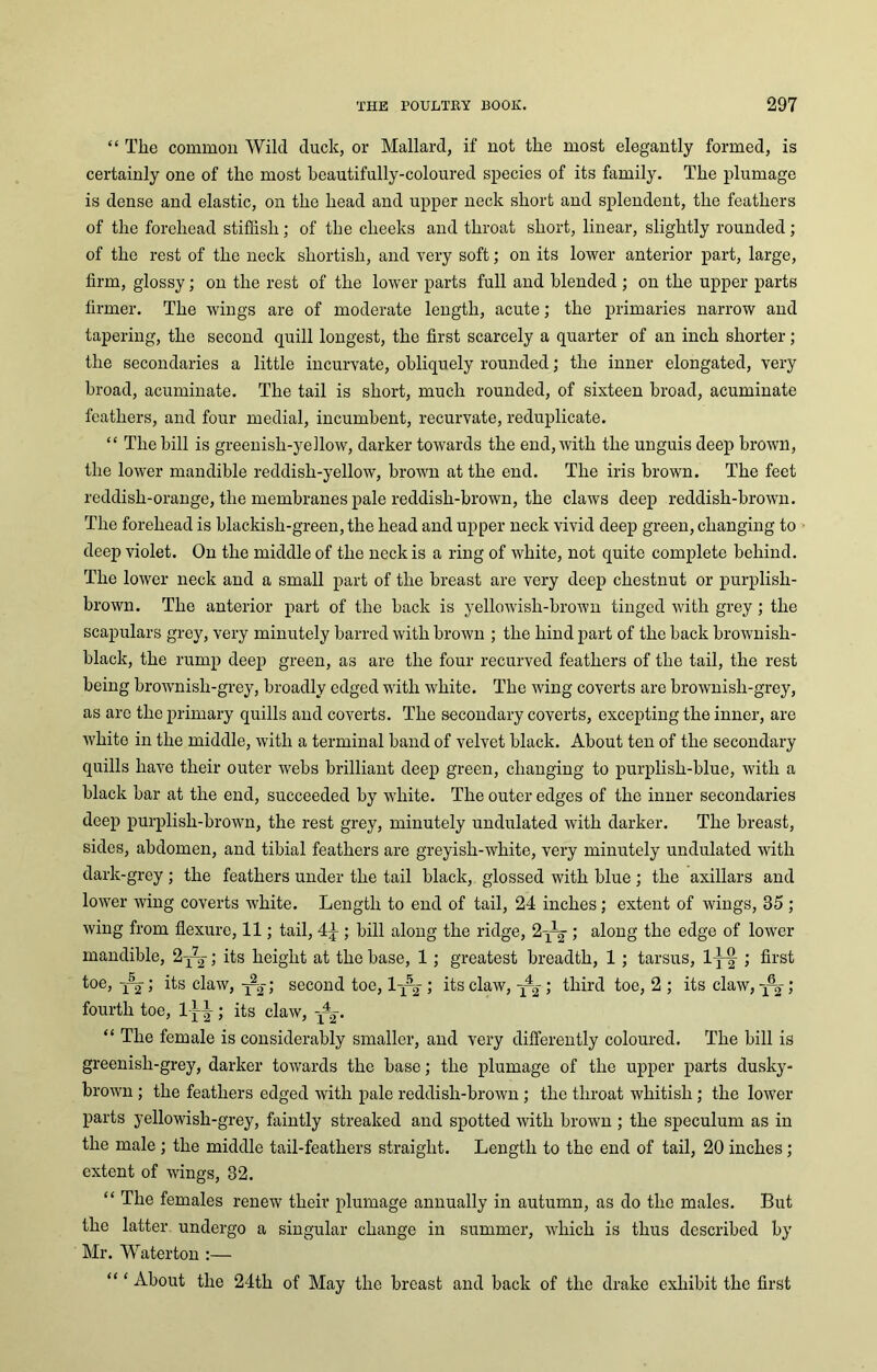 “ The common Wild duck, or Mallard, if not the most elegantly formed, is certainly one of the most beautifully-coloured species of its family. The plumage is dense and elastic, on the head and upper neck short and splendent, the feathers of the forehead stiffisli; of the cheeks and throat short, linear, slightly rounded; of the rest of the neck shortish, and very soft; on its lower anterior part, large, firm, glossy; on the rest of the lower parts full and blended ; on the upper parts firmer. The wings are of moderate length, acute; the primaries narrow and tapering, the second quill longest, the first scarcely a quarter of an inch shorter; the secondaries a little incurvate, obliquely rounded; the inner elongated, very broad, acuminate. The tail is short, much rounded, of sixteen broad, acuminate feathers, and four medial, incumbent, recurvate, reduplicate. “ The bill is greenish-yellow, darker towards the end, with the unguis deep brown, the lower mandible reddish-yellow, brown at the end. The iris brown. The feet reddish-orange, the membranes pale reddish-brown, the claws deep reddish-brown. The forehead is blackish-green, the head and upper neck vivid deep green, changing to deep violet. On the middle of the neck is a ring of white, not quite complete behind. The lower neck and a small part of the breast are very deep chestnut or purplish- brown. The anterior part of the hack is yellowish-brown tinged with grey ; the scapulars grey, very minutely barred with brown ; the hind part of the back brownish- black, the rump deep green, as are the four recurved feathers of the tail, the rest being brownish-grey, broadly edged with white. The wing coverts are brownish-grey, as are the primary quills and coverts. The secondary coverts, excepting the inner, are white in the middle, with a terminal hand of velvet black. About ten of the secondary quills have their outer webs brilliant deep green, changing to purplish-blue, with a black bar at the end, succeeded by white. The outer edges of the inner secondaries deep purplish-brown, the rest grey, minutely undulated with darker. The breast, sides, abdomen, and tibial feathers are greyish-white, very minutely undulated with dark-grey ; the feathers under the tail black, glossed with blue ; the axillars and lower wing coverts white. Length to end of tail, 24 inches; extent of wings, 35 ; wing from flexure, 11; tail, 4^ ; bill along the ridge, 2yL2 ; along the edge of lower mandible, 2x-2-; its height at the base, 1 ; greatest breadth, 1 ; tarsus, lyf ; first toe, x-2-; its claw, ; second toe, lq-2-; its claw, q-2 ; third toe, 2 ; its claw, q-2 ; fourth toe, 1 ; its claw, q4,-. “ The female is considerably smaller, and very differently coloured. The hill is greenish-grey, darker towards the base; the plumage of the upper parts dusky- brown ; the feathers edged with pale reddish-brown ; the throat whitish; the lower parts yellowish-grey, faintly streaked and spotted with brown ; the speculum as in the male ; the middle tail-feathers straight. Length to the end of tail, 20 inches; extent of wings, 32. “ The females renew their plumage annually in autumn, as do the males. But the latter undergo a singular change in summer, which is thus described by Mr. Waterton “ ‘ About the 24th of May the breast and back of the drake exhibit the first