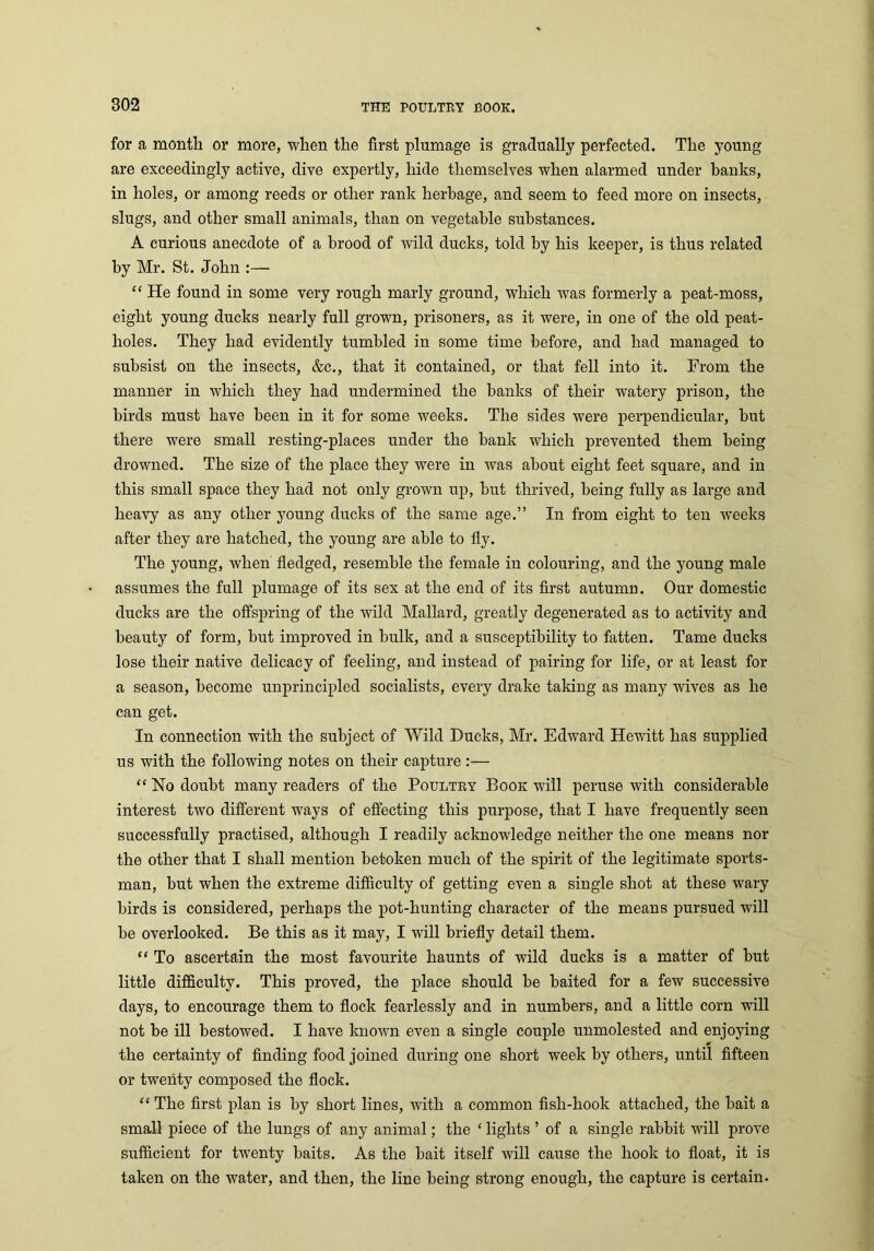 for a month or more, when the first plumage is gradually perfected. The young are exceedingly active, dive expertly, hide themselves when alarmed under banks, in holes, or among reeds or other rank herbage, and seem to feed more on insects, slugs, and other small animals, than on vegetable substances. A curious anecdote of a brood of wild ducks, told by his keeper, is thus related by Mr. St. John :— “ He found in some very rough marly ground, which was formerly a peat-moss, eight young ducks nearly full grown, prisoners, as it were, in one of the old peat- lioles. They had evidently tumbled in some time before, and had managed to subsist on the insects, &c., that it contained, or that fell into it. From the manner in which they had undermined the banks of their watery prison, the birds must have been in it for some weeks. The sides were perpendicular, but there were small resting-places under the bank which prevented them being drowned. The size of the place they were in was about eight feet square, and in this small space they had not only grown up, but thrived, being fully as large and heavy as any other young ducks of the same age.” In from eight to ten weeks after they are hatched, the young are able to fly. The young, when fledged, resemble the female in colouring, and the young male assumes the full plumage of its sex at the end of its first autumn. Our domestic ducks are the offspring of the wild Mallard, greatly degenerated as to activity and beauty of form, but improved in bulk, and a susceptibility to fatten. Tame ducks lose their native delicacy of feeling, and instead of pairing for life, or at least for a season, become unprincipled socialists, every drake taking as many wives as he can get. In connection with the subject of Wild Ducks, Mr. Edward Hewitt has supplied us with the following notes on their capture :— “ No doubt many readers of the Poultry Book will peruse with considerable interest two different ways of effecting this purpose, that I have frequently seen successfully practised, although I readily acknowledge neither the one means nor the other that I shall mention betoken much of the spirit of the legitimate sports- man, but when the extreme difficulty of getting even a single shot at these wary birds is considered, perhaps the pot-hunting character of the means pursued will be overlooked. Be this as it may, I will briefly detail them. “ To ascertain the most favourite haunts of wild ducks is a matter of but little difficulty. This proved, the place should be baited for a few successive days, to encourage them to flock fearlessly and in numbers, and a little corn will not be ill bestowed. I have known even a single couple unmolested and enjoying the certainty of finding food joined during one short week by others, until fifteen or twenty composed the flock. “ The first plan is by short lines, with a common fish-hook attached, the bait a small piece of the lungs of any animal; the ‘ lights ’ of a single rabbit will prove sufficient for twenty baits. As the bait itself will cause the hook to float, it is taken on the water, and then, the line being strong enough, the capture is certain.