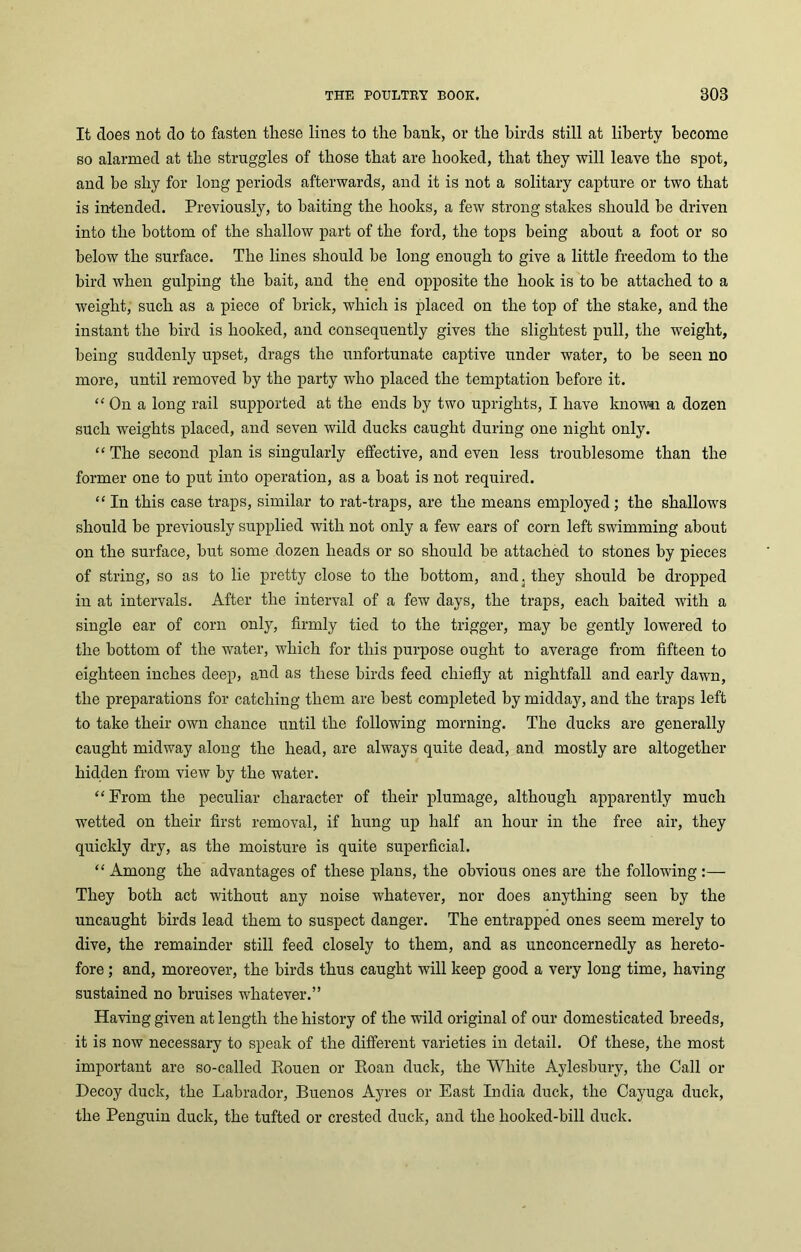 It does not do to fasten these lines to the bank, or the birds still at liberty become so alarmed at the struggles of those that are booked, that they will leave the spot, and be shy for long periods afterwards, and it is not a solitary capture or two that is in-tended. Previously, to baiting the hooks, a few strong stakes should be driven into the bottom of the shallow part of the ford, the tops being about a foot or so below the surface. The lines should be long enough to give a little freedom to the bird when gulping the bait, and the end opposite the hook is to be attached to a weight, such as a piece of brick, which is placed on the top of the stake, and the instant the bird is hooked, and consequently gives the slightest pull, the weight, being suddenly upset, drags the unfortunate captive under water, to be seen no more, until removed by the party who placed the temptation before it. “On a long rail supported at the ends by two uprights, I have known a dozen such weights placed, and seven wild ducks caught during one night only. “ The second plan is singularly effective, and even less troublesome than the former one to put into operation, as a boat is not required. “ In this case traps, similar to rat-traps, are the means employed ; the shallows should be previously supplied with not only a few ears of corn left swimming about on the surface, but some dozen heads or so should be attached to stones by pieces of string, so as to lie pretty close to the bottom, and. they should be dropped in at intervals. After the interval of a few days, the traps, each baited with a single ear of corn only, firmly tied to the trigger, may be gently lowered to the bottom of the water, which for this purpose ought to average from fifteen to eighteen inches deep, and as these birds feed chiefly at nightfall and early dawn, the preparations for catching them are best completed by midday, and the traps left to take their own chance until the following morning. The ducks are generally caught midway along the head, are always quite dead, and mostly are altogether hidden from view by the water. “From the peculiar character of their plumage, although apparently much wetted on their first removal, if hung up half an hour in the free air, they quickly dry, as the moisture is quite superficial. “ Among the advantages of these plans, the obvious ones are the following :— They both act without any noise whatever, nor does anything seen by the uncaught birds lead them to suspect danger. The entrapped ones seem merely to dive, the remainder still feed closely to them, and as unconcernedly as hereto- fore ; and, moreover, the birds thus caught will keep good a very long time, having sustained no bruises whatever.” Having given at length the history of the wild original of our domesticated breeds, it is now necessary to speak of the different varieties in detail. Of these, the most important are so-called Rouen or Roan duck, the White Aylesbury, the Call or Decoy duck, the Labrador, Buenos Ayres or East India duck, the Cayuga duck, the Penguin duck, the tufted or crested duck, and the hooked-bill duck.