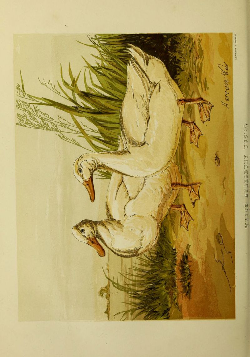 ym Sv ; pj i i. if ' /if P m tA |[i '<'jss ■*■ // t v / / : • / JT/A wiHia^is a^iliesibwiet 10 w «i