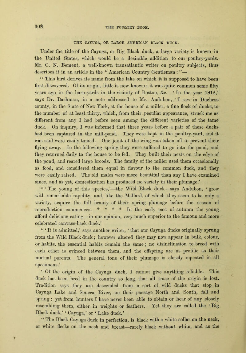 30$ THE CAYUGA, OR LARGE AMERICAN BLACK DUCK. Under the title of the Cayuga, or Big Black duck, a large variety is known in the United States, which would be a desirable addition to our poultry-yards. Mr. C. N. Bement, a well-known transatlantic writer on poultry subjects, thus describes it in an article in the “ American Country Gentleman : ”— “ This bird derives its name from the lake on which it is supposed to have been first discovered. Of its origin, little is now known ; it was quite common some fifty years ago in the barn-yards in the vicinity of Boston, &c. ‘ In the year 1812/ says Dr. Bachman, in a note addressed to Mr. Audubon, ‘ I saw in Duchess county, in the State of New York, at the house of a miller, a fine flock of ducks, to the number of at least thirty, which, from their peculiar appearance, struck me as different from any I had before seen among the different varieties of the tame duck. On inquiry, I was informed that three years before a pair of these ducks had been captured in the mill-pond. They were kept in the poultry-yard, and it •was said were easily tamed. One joint of the wing was taken off to prevent their flying away. In the following spring they were suffered to go into the pond, and they returned daily to the house to be fed. They built their nests on the edge of the pond, and reared large broods. The family of the miller used them occasionally as food, and considered them equal in flavour to the common duck, and they were easily raised. The old males were more beautiful than any I have examined since, and as yet, domestication has produced no variety in their plumage.’ “‘The young of this species,’—the Wild Black duck—says Audubon, ‘grow with remarkable rapidity, and, like the Mallard, of which they seem to be only a variety, acquire the full beauty of their spring plumage before the season of reproduction commences. * * * * In the early part of autumn the young afford delicious eating—in our opinion, very much superior to the famous and more celebrated canvass-back duck.’ “ ‘ It is admitted,’ says another writer, ‘ that our Cayuga ducks originally sprung from the Wild Black duck; however altered they may now appear in bulk, colour, or habits, the essential habits remain the same ; no disinclination to breed with each other is evinced between them, and the offspring are as prolific as their mutual parents. The general tone of their plumage is closely repeated in all specimens.’ “ Of the origin of the Cayuga duck, I cannot give anything reliable. This duck has been bred in the country so long, that all trace of the origin is lost. Tradition says they are descended from a sort of wild ducks that stop in Cayuga Lake and Seneca River, on their passage North and South, fall and spring; yet from hunters I have never been able to obtain or hear of any closely resembling them, either in weights or feathers. Yet they are called the ‘ Big Black duck,’ ‘ Cayuga,’ or ‘ Lake duck.’ “ The Black Cayuga duck in perfection, is black with a white collar on the neck, or white flecks on the neck and breast—rarely black without white, and as the