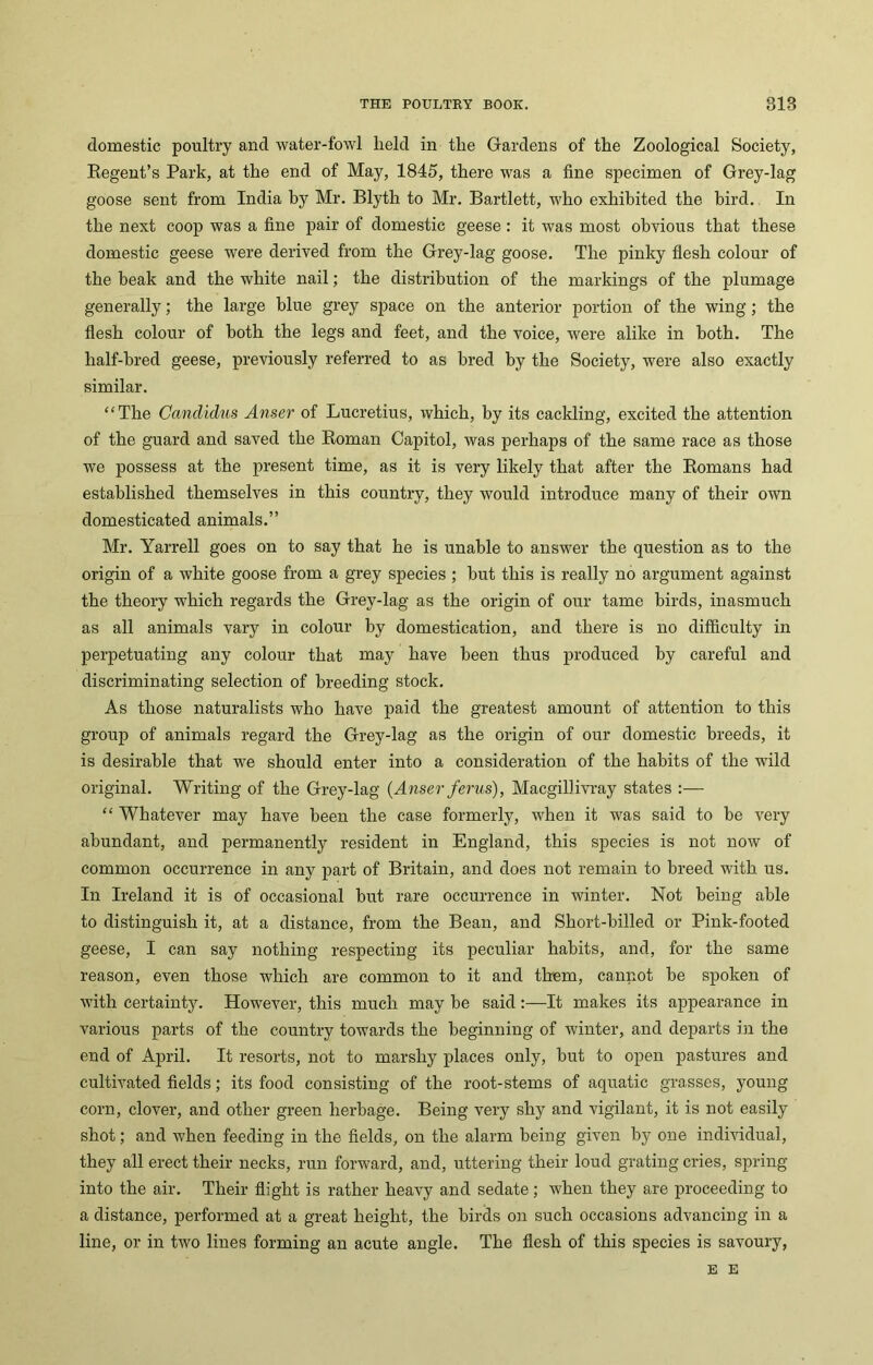 domestic poultry and water-fowl held in the Gardens of the Zoological Society, Regent’s Park, at the end of May, 1845, there was a fine specimen of Grey-lag goose sent from India by Mr. Blyth to Mr. Bartlett, who exhibited the bird. In the next coop was a fine pair of domestic geese: it was most obvious that these domestic geese were derived from the Grey-lag goose. The pinky flesh colour of the beak and the white nail; the distribution of the markings of the plumage generally; the large blue grey space on the anterior portion of the wing; the flesh colour of both the legs and feet, and the voice, were alike in both. The half-bred geese, previously referred to as bred by the Society, were also exactly similar. “The Candidus Anser of Lucretius, which, by its cackling, excited the attention of the guard and saved the Roman Capitol, was perhaps of the same race as those we possess at the present time, as it is very likely that after the Romans had established themselves in this country, they would introduce many of their own domesticated animals.” Mr. Yarrell goes on to say that he is unable to answer the question as to the origin of a white goose from a grey species ; but this is really no argument against the theory which regards the Grey-lag as the origin of our tame birds, inasmuch as all animals vary in colour by domestication, and there is no difficulty in perpetuating any colour that may have been thus produced by careful and discriminating selection of breeding stock. As those naturalists who have paid the greatest amount of attention to this group of animals regard the Grey-lag as the origin of our domestic breeds, it is desirable that we should enter into a consideration of the habits of the wild original. Writing of the Grey-lag (Anser ferus), Macgillivray states :— “ Whatever may have been the case formerly, when it was said to be very abundant, and permanently resident in England, this species is not now of common occurrence in any part of Britain, and does not remain to breed with us. In Ireland it is of occasional but rare occurrence in winter. Not being able to distinguish it, at a distance, from the Bean, and Short-billed or Pink-footed geese, I can say nothing respecting its peculiar habits, and, for the same reason, even those which are common to it and them, cannot be spoken of with certainty. However, this much may be said:—It makes its appearance in various parts of the country towards the beginning of winter, and departs in the end of April. It resorts, not to marshy places only, but to open pastures and cultivated fields; its food consisting of the root-stems of aquatic grasses, young corn, clover, and other green herbage. Being very shy and vigilant, it is not easily shot; and when feeding in the fields, on the alarm being given by one individual, they all erect their necks, run forward, and, uttering their loud grating cries, spring into the air. Their flight is rather heavy and sedate; when they are proceeding to a distance, performed at a great height, the birds on such occasions advancing in a line, or in two lines forming an acute angle. The flesh of this species is savoury, E E
