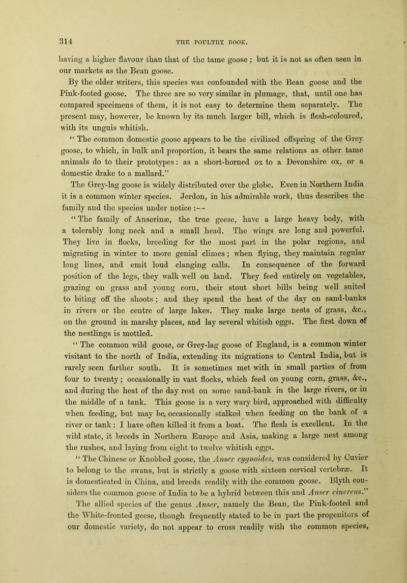 having a higher flavour than that of the tame goose ; but it is not as often seen in our markets as the Bean goose. By the older writers, this species was confounded with the Bean goose and the Pink-footed goose. The three are so very similar in plumage, that, until one has compared specimens of them, it is not easy to determine them separately. The present may, however, he known by its much larger bill, which is flesh-coloured, with its unguis whitish. “ The common domestic goose appears to be the civilized offspring of the Grey goose, to which, in bulk and proportion, it bears the same relations as other tame animals do to their prototypes: as a sliort-horned ox to a Devonshire ox, or a domestic drake to a mallard.” The Grey-lag goose is widely distributed over the globe. Even in Northern India it is a common winter species. Jerdon, in his admirable work, thus describes the family and the species under notice :— “ The family of Anserime, the true geese, have a large heavy body, with a tolerably long neck and a small head. The wings are long and powerful. They live in flocks, breeding for the most part in the polar regions, and migrating in winter to more genial climes ; when flying, they maintain regular long lines, and emit loud clanging calls. In consequence of the forward position of the legs, they walk well on land. They feed entirely on vegetables, grazing on grass and young corn, their stout short bills being well suited to biting off the shoots; and they spend the heat of the day on sand-banks in rivers or the centre of large lakes. They make large nests of grass, &c., on the ground in marshy places, and lay several whitish eggs. The first down of the nestlings is mottled. “ The common wild goose, or Grey-lag goose of England, is a common winter visitant to the north of India, extending its migrations to Central India, but is rarely seen farther south. It is sometimes met with in small parties of from four to twenty; occasionally in vast flocks, which feed on young corn, grass, &c., and during the heat of the day rest on some sand-bank in the large rivers, or in the middle of a tank. This goose is a very wary bird, approached with difficulty when feeding, but may be. occasionally stalked when feeding on the bank of a river or tank: I have often killed it from a boat. The flesh is excellent. In the wild state, it breeds in Northern Europe and Asia, making a large nest among the rushes, and laying from eight to twelve whitish eggs. “ The Chinese or Knobbed goose, the Anscr cygnoides, was considered by Cuvier to belong to the swans, but is strictly a goose with sixteen cervical vertebrae. It is domesticated in China, and breeds readily with the common goose. Blytli con- siders the common goose of India to be a hybrid between this and Anser cinerens.” The allied species of the genus Anser, namely the Bean, the Pink-footed and the White-fronted geese, though frequently stated to be in part the progenitors of our domestic variety, do not appear to cross readily with the common species,