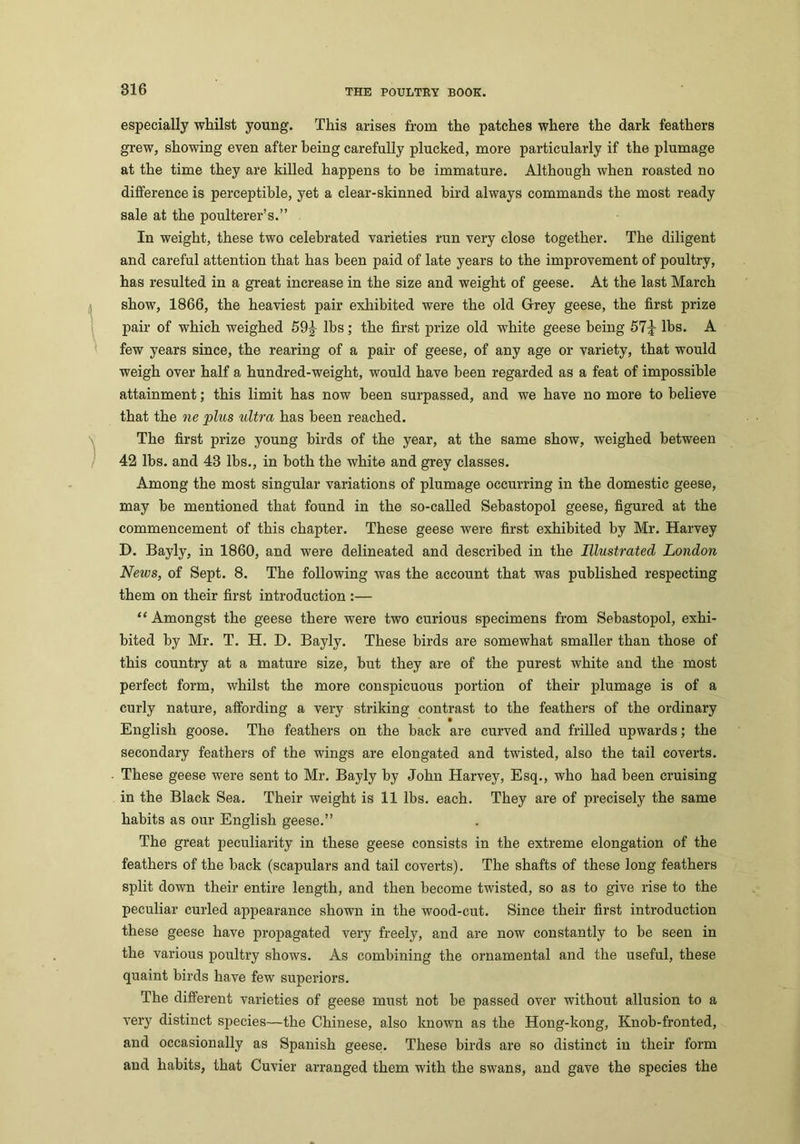 especially whilst young. This arises from the patches where the dark feathers grew, showing even after being carefully plucked, more particularly if the plumage at the time they are killed happens to be immature. Although when roasted no difference is perceptible, yet a clear-skinned bird always commands the most ready sale at the poulterer’s.” In weight, these two celebrated varieties run very close together. The diligent and careful attention that has been paid of late years to the improvement of poultry, has resulted in a great increase in the size and weight of geese. At the last March show, 1866, the heaviest pair exhibited were the old Grey geese, the first prize pair of which weighed 59^- lbs; the first prize old white geese being 57g- lbs. A few years since, the rearing of a pair of geese, of any age or variety, that would weigh over half a hundred-weight, would have been regarded as a feat of impossible attainment; this limit has now been surpassed, and we have no more to believe that the ne plus ultra has been reached. The first prize young birds of the year, at the same show, weighed between 42 lbs. and 43 lbs., in both the white and grey classes. Among the most singular variations of plumage occurring in the domestic geese, may be mentioned that found in the so-called Sebastopol geese, figured at the commencement of this chapter. These geese were first exhibited by Mr. Harvey D. Bayly, in 1860, and were delineated and described in the Illustrated London News, of Sept. 8. The following was the account that was published respecting them on their first introduction :— “ Amongst the geese there were two curious specimens from Sebastopol, exhi- bited by Mr. T. H. D. Bayly. These birds are somewhat smaller than those of this country at a mature size, but they are of the purest white and the most perfect form, whilst the more conspicuous portion of their plumage is of a curly nature, affording a very striking contrast to the feathers of the ordinary English goose. The feathers on the back are curved and frilled upwards; the secondary feathers of the wings are elongated and twisted, also the tail coverts. These geese were sent to Mr. Bayly by John Harvey, Esq., who had been cruising in the Black Sea. Their weight is 11 lbs. each. They are of precisely the same habits as our English geese.” The great peculiarity in these geese consists in the extreme elongation of the feathers of the back (scapulars and tail coverts). The shafts of these long feathers split down their entire length, and then become twisted, so as to give rise to the peculiar curled appearance shown in the wood-cut. Since their first introduction these geese have propagated very freely, and are now constantly to be seen in the various poultry shows. As combining the ornamental and the useful, these quaint birds have few superiors. The different varieties of geese must not be passed over without allusion to a very distinct species—the Chinese, also known as the Hong-kong, Knob-fronted, and occasionally as Spanish geese. These birds are so distinct in their form and habits, that Cuvier arranged them with the swans, and gave the species the