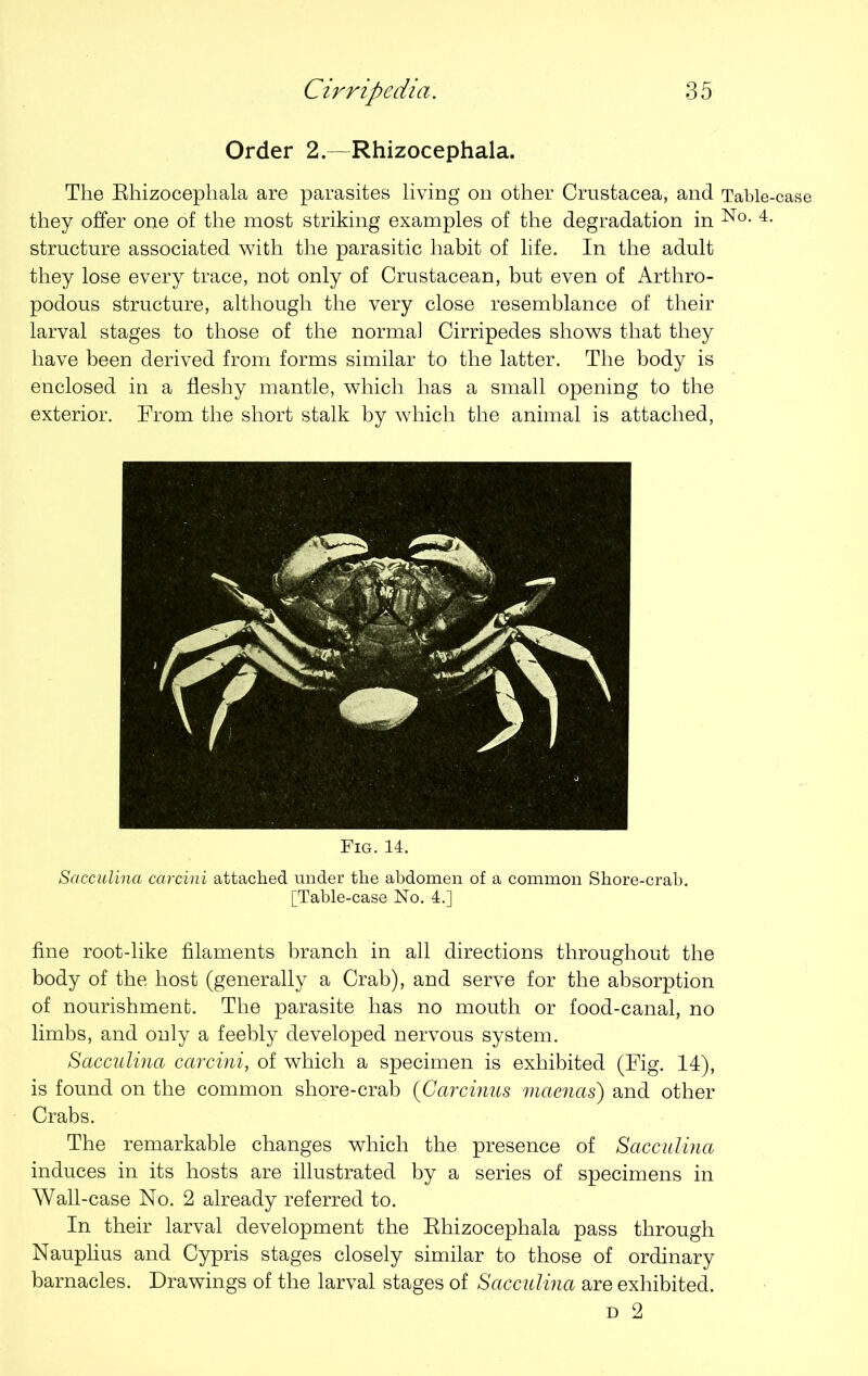 Order 2. Rhizocephala. The Rhizocephala are parasites living on other Crustacea, and Table-case they offer one of the most striking examples of the degradation in No- 4- structure associated with the parasitic habit of life. In the adult they lose every trace, not only of Crustacean, but even of Arthro- podous structure, although the very close resemblance of their larval stages to those of the normal Cirripedes shows that they have been derived from forms similar to the latter. The body is enclosed in a fleshy mantle, which has a small opening to the exterior. From the short stalk by which the animal is attached, Fig. 14. Sacculina carcini attached under the abdomen of a common Shore-crab. [Table-case No. 4.] fine root-like filaments branch in all directions throughout the body of the host (generally a Crab), and serve for the absorption of nourishment. The parasite has no mouth or food-canal, no limbs, and only a feebly developed nervous system. Sacculina carcini, of which a specimen is exhibited (Fig. 14), is found on the common shore-crab (Carcinus mamas) and other Crabs. The remarkable changes which the presence of Sacculina induces in its hosts are illustrated by a series of specimens in Wall-case No. 2 already referred to. In their larval development the Rhizocephala pass through Nauplius and Cypris stages closely similar to those of ordinary barnacles. Drawings of the larval stages of Sacculina are exhibited. d 2