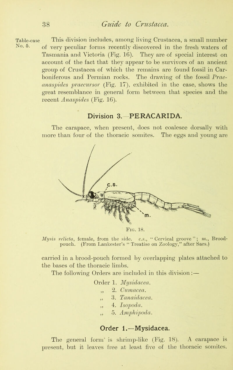 Table-case No. 5. This division includes, among living Crustacea, a small number of very peculiar forms recently discovered in the fresh waters of Tasmania and Victoria (Fig. 16). They are of special interest on account of the fact that they appear to be survivors of an ancient group of Crustacea of which the remains are found fossil in Car- boniferous and Permian rocks. The drawing of the fossil Prae- anaspides praecursor (Fig. 17), exhibited in the case, shows the great resemblance in general form between that species and the recent Anaspides (Fig. 16). Division 3. -PERACARIDA. The carapace, when present, does not coalesce dorsally with more than four of the thoracic somites. The eggs and young are Mysis relicta, female, from the side, c.s., “ Cervical groove ”; m., Brood- pouch. (From Lankester’s “ Treatise on Zoology,” after Sars.) carried in a brood-pouch formed by overlapping plates attached to the bases of the thoracic limbs. The following Orders are included in this division:— Order 1. Mysidacea. ,, 2. Cumacea. ,, 3. Tanaidacea. ,, 4. Isopoda. ,, 5. Ajnphipoda. Order 1.—Mysidacea. The general form' is shrimp-like (Fig. 18). A carapace is present, but it leaves free at least five of the thoracic somites.