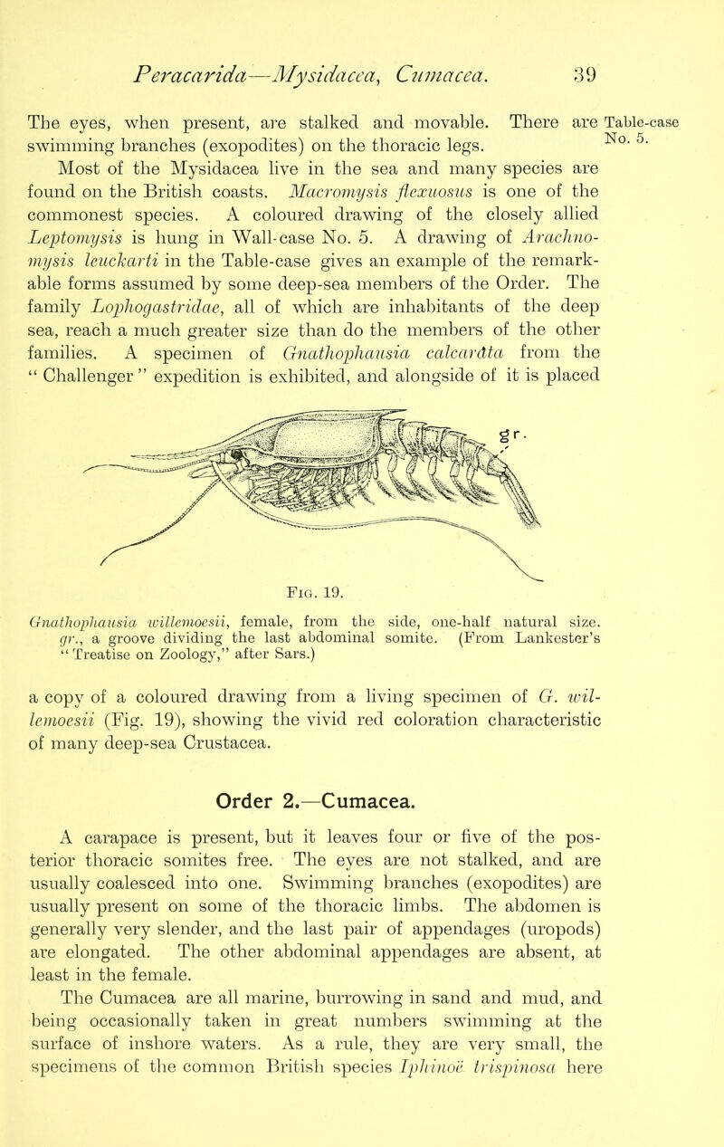 The eyes, when present, are stalked and movable. There are Table- swimming branches (exopodites) on the thoracic legs. Most of the Mysidacea live in the sea and many species are found on the British coasts. Macromysis flexuosus is one of the commonest species. A coloured drawing of the closely allied Leptomysis is hung in Wall-case No. 5. A drawing of Arachno- mysis leuckarti in the Table-case gives an example of the remark- able forms assumed by some deep-sea members of the Order. The family Lophogastridae, all of which are inhabitants of the deep sea, reach a much greater size than do the members of the other families. A specimen of Gnathophausia calcardta from the “ Challenger ” expedition is exhibited, and alongside of it is placed Gnathophausia willemoesii, female, from the side, one-half natural size. gr., a groove dividing the last abdominal somite. (From Lankester’s “ Treatise on Zoology,” after Sars.) a copy of a coloured drawing from a living specimen of G. wil- lemoesii (Big. 19), showing the vivid red coloration characteristic of many deep-sea Crustacea. Order 2.—Cumacea. A carapace is present, but it leaves four or five of the pos- terior thoracic somites free. The eyes are not stalked, and are usually coalesced into one. Swimming branches (exopodites) are usually present on some of the thoracic limbs. The abdomen is generally very slender, and the last pair of appendages (uropods) are elongated. The other abdominal appendages are absent, at least in the female. The Cumacea are all marine, burrowing in sand and mud, and being occasionally taken in great numbers swimming at the surface of inshore waters. As a rule, they are very small, the specimens of the common British species Iphinoe trispinosa here