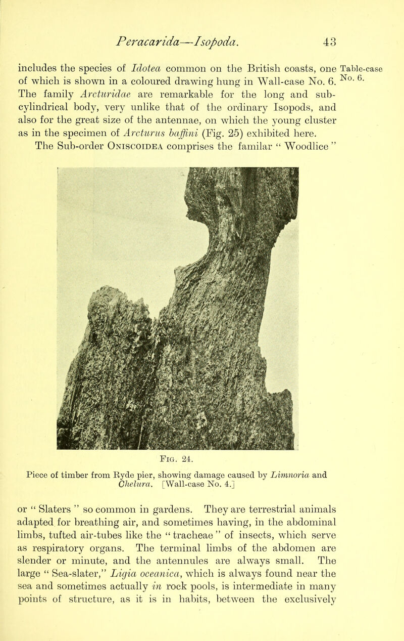 includes the species of Iclotea common on the British coasts, one Table- of which is shown in a coloured drawing hung in Wall-case No. 6. No- 6* The family Arcturidcce are remarkable for the long and sub- cylindrical body, very unlike that of the ordinary Isopods, and also for the great size of the antennae, on which the young cluster as in the specimen of Arcturus baffini (Fig. 25) exhibited here. The Sub-order Oniscoidea comprises the familar “ Woodlice ” Fig. 24. Piece of timber from Hyde pier, showing damage caused by Limnoria and Chelura. [Wall-case No. 4.] or “ Slaters ” so common in gardens. They are terrestrial animals adapted for breathing air, and sometimes having, in the abdominal limbs, tufted air-tubes like the “tracheae” of insects, which serve as respiratory organs. The terminal limbs of the abdomen are slender or minute, and the antennules are always small. The large “ Sea-slater,” Ligia oceanica, which is always found near the sea and sometimes actually in rock pools, is intermediate in many points of structure, as it is in habits, between the exclusively