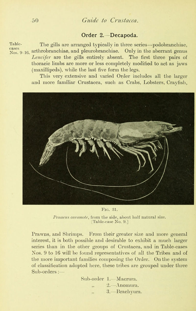 Order 2. Decapoda. Table- The gills are arranged typically in three series—podobranchiae, Nos? 9-16. arthrobranchiae, and plenrobranchiae. Only in the aberrant genus Lcucifer are the gills entirely absent. The first three pairs of thoracic limbs are more or less completely modified to act as jaws (maxillipeds), while the last five form the legs. This very extensive and varied Order includes all the larger and more familiar Crustacea, such as Crabs, Lobsters, Crayfish, Fig. 31. Penaeus caramote, from the side, about half natural size. [Table-case No. 9.] Prawns, and Shrimps. From their greater size and more general interest, it is both possible and desirable to exhibit a much larger series than in the other groups of Crustacea, and in Table-cases Nos. 9 to 16 will be found representatives of all the Tribes and of the more important families composing the Order. On the system of classification adopted here, these tribes are grouped under three Sub-orders:— Sub-order 1.—Macrura. ,, 2.—Anomura. ,, 3.—Brachyura.