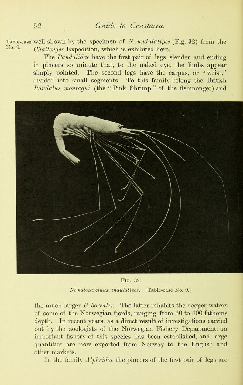 Table-case well shown by the specimen of N. undulatipes (Fig. 32) from the N°. 9. Challenger Expedition, which is exhibited here. The Pandalidae have the first pair of legs slender and ending in pincers so minute that, to the naked eye, the limbs appear simply pointed. The second legs have the carpus, or “ wrist,” divided into small segments. To this family belong the British Pandalus montagui (the “ Pink Shrimp ” of the fishmonger) and Fig. 32. Nematocarcinus undulatipes. [Table-case No. 9.] the much larger P. borealis. The latter inhabits the deeper waters of some of the Norwegian fjords, ranging from 60 to 400 fathoms depth. In recent years, as a direct result of investigations carried out by the zoologists of the Norwegian Fishery Department, an important fishery of this species has been established, and large quantities are now exported from Norway to the English and other markets. In the family A Ipheidae the pincers of the first pair of legs are