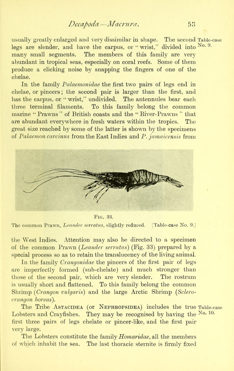 Decapoda—Mcicru va> usually greatly enlarged and very dissimilar in shape. The second Table-case legs are slender, and have the carpus, or “ wrist,” divided into No' 9- many small segments. The members of this family are very abundant in tropical seas, especially on coral reefs. Some of them produce a clicking noise by snapping the fingers of one of the chelae. In the family Palaemonidae the first two pairs of legs end in chelae, or pincers; the second pair is larger than the first, and has the carpus, or “ wrist,” undivided. The antennules bear each three terminal filaments. To this family belong the common marine “ Prawns ” of British coasts and the “ River-Prawns ” that are abundant everywhere in fresh waters within the tropics. The great size reached by some of the latter is shown by the specimens of Palaemon carcinus from the East Indies and P. jamcticensis from Fig. 33. The common Prawn, Lcancler serratus, slightly reduced. [Table-case No. 9.] the West Indies. Attention may also be directed to a specimen of the common Prawn (Lcancler serratus) (Fig. 33) prepared by a special process so as to retain the translucency of the living animal. In the family Crangoniclae the pincers of the first pair of legs are imperfectly formed (sub-chelate) and much stronger than those of the second pair, which are very slender. The rostrum is usually short and flattened. To this family belong the common Shrimp (Crangon vulgaris) and the large Arctic Shrimp (Sclero- crangon boreas). The Tribe Astacidea (or Nephropsidea) includes the true Table-case Lobsters and Crayfishes. They may be recognised by having the No*10- first three pairs of legs chelate or pincer-like, and the first pair very large. The Lobsters constitute the family Homaridae, all the members of which inhabit the sea. The last thoracic sternite is firmly fixed