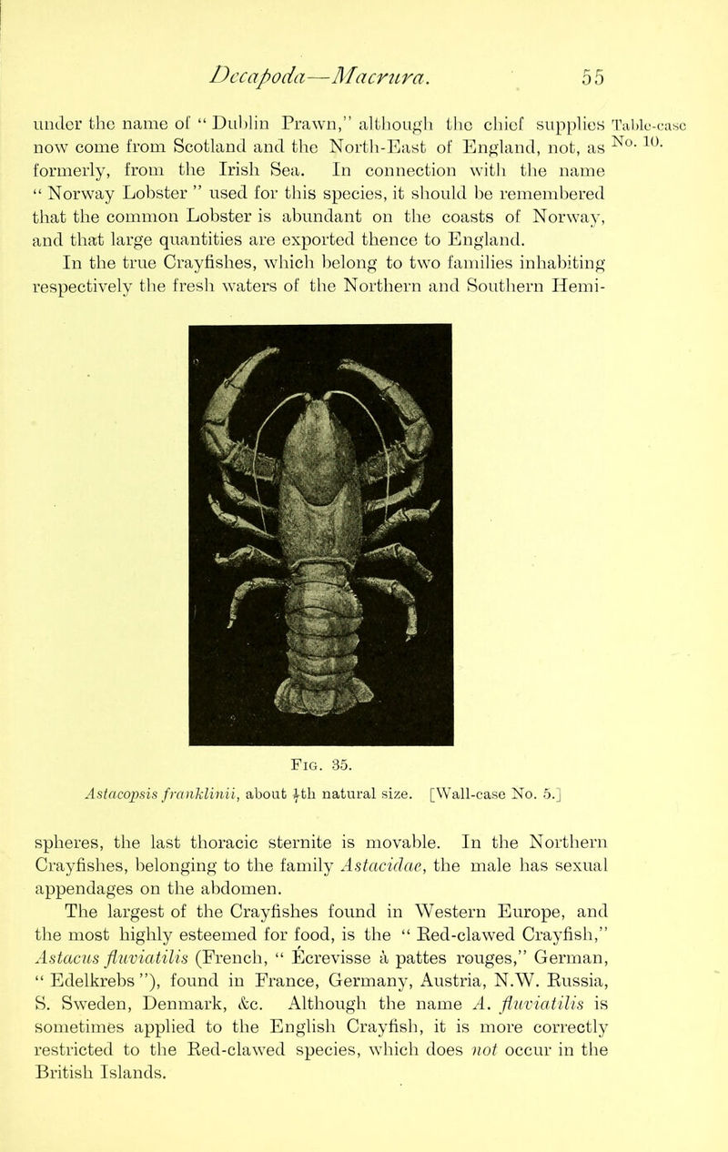 under the name of “ Dublin Prawn,” although the chief supplies now come from Scotland and the North-East of England, not, as formerly, from the Irish Sea. In connection with the name “ Norway Lobster ” used for this species, it should be remembered that the common Lobster is abundant on the coasts of Norway, and that large quantities are exported thence to England. In the true Crayfishes, which belong to two families inhabiting respectively the fresh waters of the Northern and Southern Ilemi- Fig. 35. Astacopsis franklinii, about ^-th natural size. [Wall-case No. 5.] spheres, the last thoracic sternite is movable. In the Northern Crayfishes, belonging to the family Astaciclae, the male has sexual appendages on the abdomen. The largest of the Crayfishes found in Western Europe, and the most highly esteemed for food, is the “ Red-clawed Crayfish,” Astacus fluviatilis (French, “ Ecrevisse a pattes rouges,” German, “ Edelkrebs ”), found in France, Germany, Austria, N.W. Russia, S. Sweden, Denmark, &c. Although the name A. fluviatilis is sometimes applied to the English Crayfish, it is more correctly restricted to the Red-clawed species, which does not occur in the British Islands. Table-ease No. 10.
