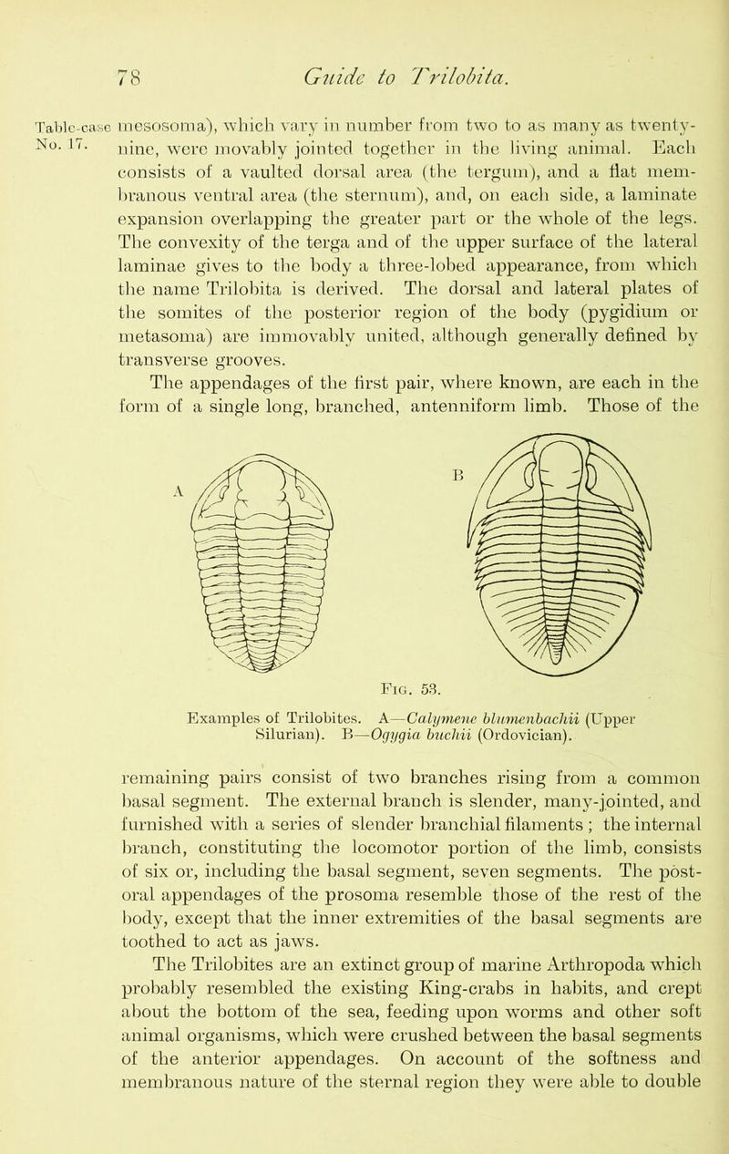 Table-case mesosoma), which vary in number from two to as many as twenty- N°. 17. nine, were inovably jointed together in the living animal. Each consists of a vaulted dorsal area (the tergurn), and a flat mem- branous ventral area (the sternum), and, on each side, a laminate expansion overlapping the greater part or the whole of the legs. The convexity of the terga and of the upper surface of the lateral laminae gives to the body a three-lobed appearance, from which the name Trilobita is derived. The dorsal and lateral plates of the somites of the posterior region of the body (pygidium or metasoma) are immovably united, although generally defined by transverse grooves. The appendages of the first pair, where known, are each in the form of a single long, branched, antenniform limb. Those of the Examples of Trilobites. A—Calymene blumenbachii (Upper Silurian). B—Ogygia buchii (Ordovician). remaining pairs consist of two branches rising from a common basal segment. The external branch is slender, many-jointed, and furnished with a series of slender branchial filaments ; the internal branch, constituting the locomotor portion of the limb, consists of six or, including the basal segment, seven segments. The post- oral appendages of the prosoma resemble those of the rest of the body, except that the inner extremities of the basal segments are toothed to act as jaws. The Trilobites are an extinct group of marine Arthropoda which probably resembled the existing King-crabs in habits, and crept about the bottom of the sea, feeding upon worms and other soft animal organisms, which were crushed between the basal segments of the anterior appendages. On account of the softness and membranous nature of the sternal region they were able to double