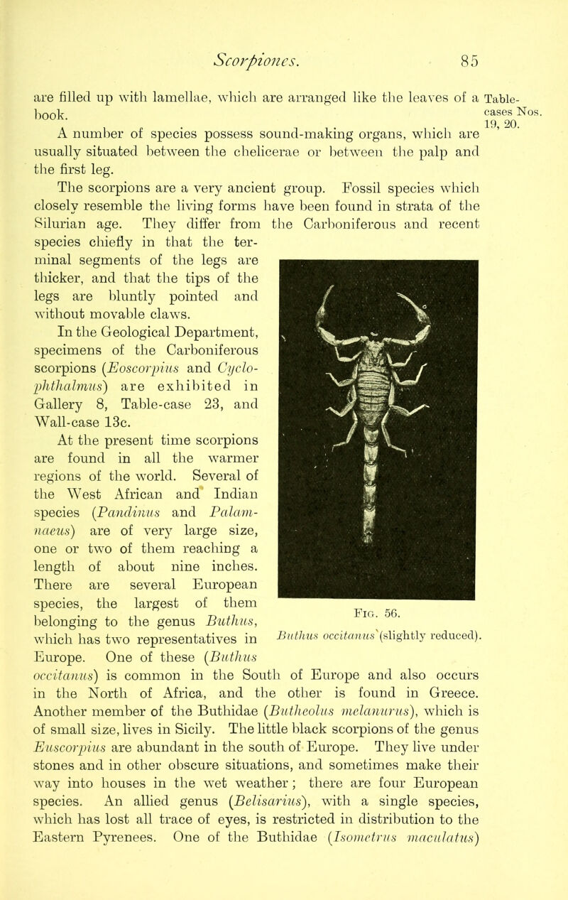 are filled up with lamellae, which are arranged like the leaves of a Table- hook cases Nos. 19, 20. A number of species possess sound-making organs, which are usually situated between the chelicerae or between the palp and the first leg. The scorpions are a very ancient group. Fossil species which closely resemble the living forms have been found in strata of the Silurian age. They differ from the Carboniferous and recent species chiefly in that the ter- minal segments of the legs are thicker, and that the tips of the legs are bluntly pointed and without movable claws. In the Geological Department, specimens of the Carboniferous scorpions (Eoscorpius and Gyclo- phthalmus) are exhibited in Gallery 8, Table-case 23, and Wall-case 13c. At the present time scorpions are found in all the warmer regions of the world. Several of the West African and* Indian species (Pandinus and Palavi- naeus) are of very large size, one or two of them reaching a length of about nine inches. There are several European species, the largest of them belonging to the genus Buthus, which has two representatives in Buthus occitanus (slightly reduced). Europe. One of these (Buthus occitanus) is common in the South of Europe and also occurs in the North of Africa, and the other is found in Greece. Another member of the Buthidae (Butheolus melanurus), which is of small size, lives in Sicily. The little black scorpions of the genus Euscorpius are abundant in the south of Europe. They live under stones and in other obscure situations, and sometimes make their way into houses in the wet weather; there are four European species. An allied genus {Bdisarms'), with a single species, which has lost all trace of eyes, is restricted in distribution to the Eastern Pyrenees. One of the Buthidae -(Isomctrus maculatus)