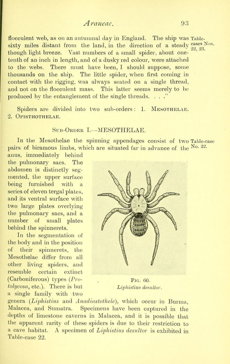 floccnlent web, as on an autumnal day in England. The ship was Table- sixty miles distant from the land, in the direction of a steady ^se2sgNos' though light breeze. Vast numbers of a small spider, about one- tenth of an inch in length, and of a dusky red colour, were attached to the webs. There must have been, I should suppose, some thousands on the ship. The little spider, when first coming in contact with the rigging, was always seated on a single thread, and not on the flocculent mass. This latter seems merely to he produced by the entanglement of the single threads. . . Spiders are divided into two sub-orders : 1. Mesothelae. 2. Opisthothelae. Sub-Order I.—MESOTHELAE. In the Mesothelae the spinning appendages consist of two Table-case pairs of biramous limbs, which are situated far in advance of the No' 22, anus, immediately behind the pulmonary sacs. The abdomen is distinctly seg- mented, the upper surface being furnished with a series of eleven tergal plates, and its ventral surface with two large plates overlying the pulmonary sacs, and a number of small plates behind the spinnerets. In the segmentation of the body and in the position of their spinnerets, the Mesothelae differ from all other living spiders, and resemble certain extinct (Carboniferous) types (Pro- Pig. 60. tolycosa, etc.). There is but Liphistius desuitor. a single family with two genera (Liphistius and Anadiastothele), which occur in Burma, Malacca, and Sumatra. Specimens have been captured in the depths of limestone caverns in Malacca, and it is possible that the apparent rarity of these spiders is due to their restriction to a cave habitat. A specimen of Liphistius desuitor is exhibited in Table-case 22.