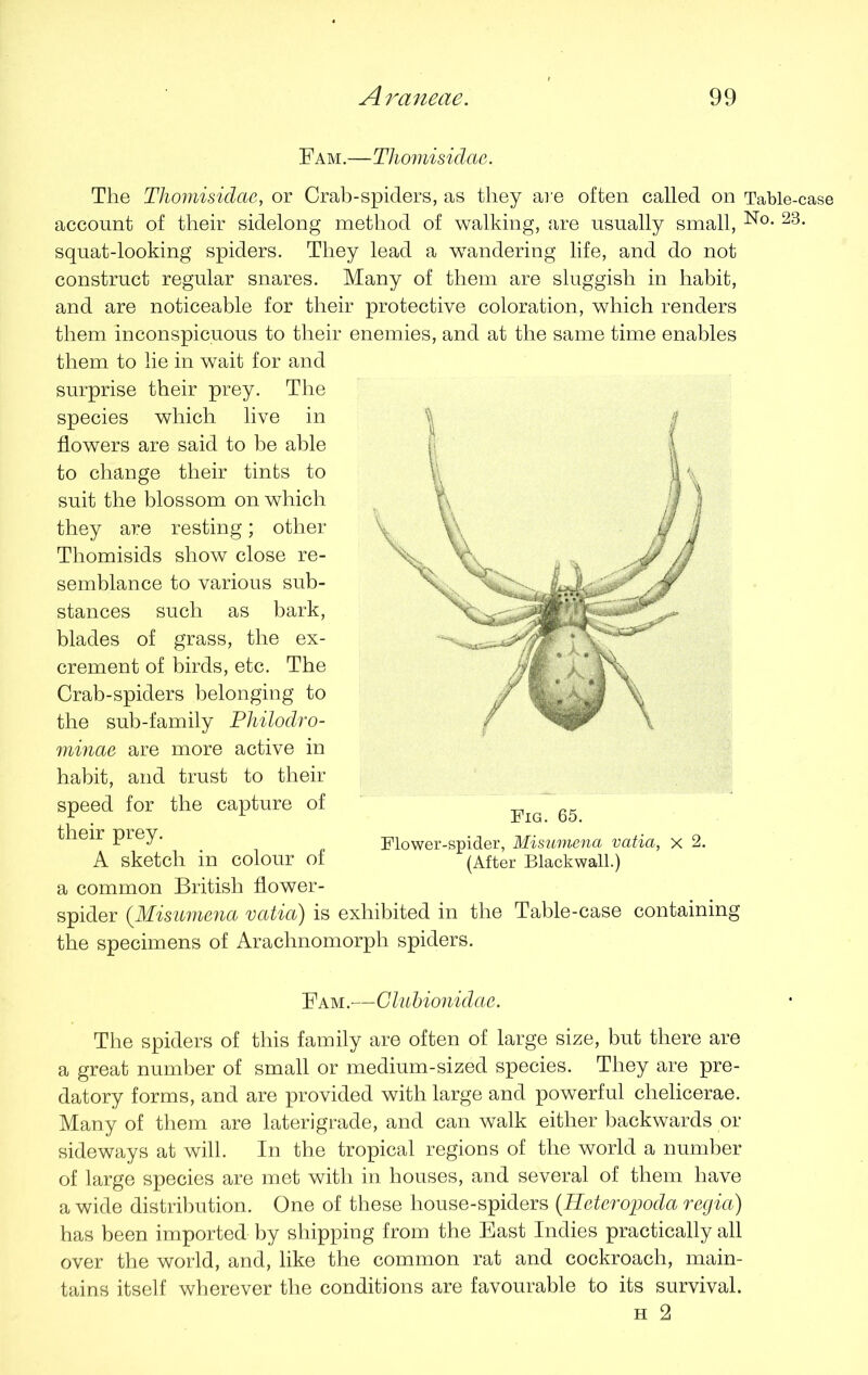 Fam.—Thomisidae. The Thomisidae, or Crab-spiders, as they are often called on Table-case account of their sidelong method of walking, are usually small, No- 23* squat-looking spiders. They lead a wTandering life, and do not construct regular snares. Many of them are sluggish in habit, and are noticeable for their protective coloration, which renders them inconspicuous to their enemies, and at the same time enables them to lie in wait for and surprise their prey. The species which live in flowers are said to be able to change their tints to suit the blossom on which they are resting; other Thomisids show close re- semblance to various sub- stances such as bark, blades of grass, the ex- crement of birds, etc. The Crab-spiders belonging to the sub-family Philodro- minae are more active in habit, and trust to their speed for the capture of their prey. A sketch in colour of a common British flower- spider (Misumena vatia) is exhibited in the Table-case containing the specimens of Arachnomorph spiders. Fam.—Clubionidae. The spiders of this family are often of large size, but there are a great number of small or medium-sized species. They are pre- datory forms, and are provided with large and powerful chelicerae. Many of them are laterigrade, and can walk either backwards or sideways at will. In the tropical regions of the world a number of large species are met with in houses, and several of them have a wide distribution. One of these house-spiders (Heteropoda regia) has been imported by shipping from the East Indies practically all over the world, and, like the common rat and cockroach, main- tains itself wherever the conditions are favourable to its survival. h 2 Flower-spider, Misumena vatia, x 2. (After Blackwall.)