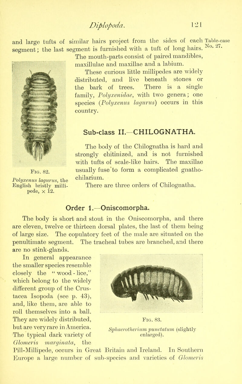 Diplopoda. and large tnfts of similar hairs project from the sides of each Table-case segment ; the last segment is furnished with a tuft of long hairs. ^°’ The mouth-parts consist of paired mandibles, Fig. 82. Polyxenus lagurus, the English bristly milli- pede, x 12. maxillulae and maxillae and a labium. These curious little millipedes are widely distributed, and live beneath stones or the bark of trees. There is a single family, Polyxenidae, with two genera; one species (Polyxenus lagurus) occurs in this country. Sub-class II.—CHILOGNATHA. The body of the Chilognatha is hard and strongly chitinized, and is not furnished with tufts of scale-like hairs. The maxillae usually fuse'to form a complicated gnatho- chilarium. There are three orders of Chilognatha. Order 1.—Oniscomorpha. The body is short and stout in the Oniscomorpha, and there are eleven, twelve or thirteen dorsal plates, the last of them being of large size. The copulatory feet of the male are situated on the penultimate segment. The tracheal tubes are branched, and there are no stink-glands. In general appearance the smaller species resemble closely the “wood-lice,” which belong to the widely different group of the Crus- tacea Isopoda (see p. 43), and, like them, are able to roll themselves into a ball. They are widely distributed, but are very rare in America. The typical dark variety of Glomeris marginata, the Pill-Millipede, occurs in Great Britain and Ireland. In Southern Europe a large number of sub-species and varieties of Glomeris Fig. 83. Sphaerotherium punctatum (slightly enlarged).