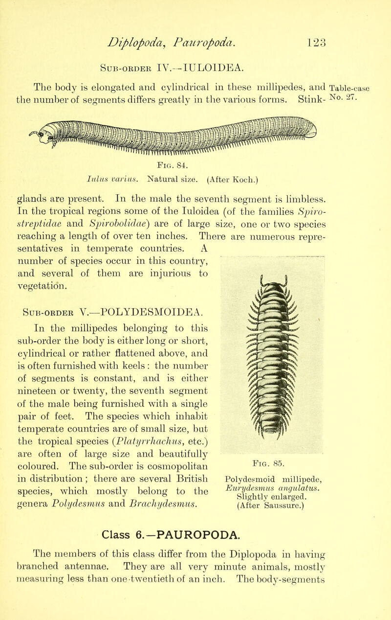 Sub-order IV.—IULOIDEA. The body is elongated and cylindrical in these millipedes, and Table-case the number of segments differs greatly in the various forms. Stink- No- 27 • Fig. 84. lulus varius. Natural size. (After Koch.) glands are present. In the male the seventh segment is limbless. In the tropical regions some of the Iuloidea (of the families Spiro- streptidae and Spirobolidae) are of large size, one or two species reaching a length of over ten inches. There are numerous repre- sentatives in temperate countries. A number of species occur in this country, and several of them are injurious to vegetation. Sub-order Y.—POLYDESMOIDEA. In the millipedes belonging to this sub-order the body is either long or short, cylindrical or rather flattened above, and is often furnished with keels : the number of segments is constant, and is either nineteen or twenty, the seventh segment of the male being furnished with a single pair of feet. The species which inhabit temperate countries are of small size, but the tropical species (Platyrrhachus, etc.) are often of large size and beautifully coloured. The sub-order is cosmopolitan in distribution; there are several British species, which mostly belong to the genera Polydesmus and Brachydesmus. Fig. 85. Polydesmoid millipede, Eurydesmus angulatus. Slightly enlarged. (After Saussure.) Class 6.—PAUROPODA. The members of this class differ from the Diplopoda in having branched antennae. They are all very minute animals, mostly measuring less than one-twentieth of an inch. The body-segments