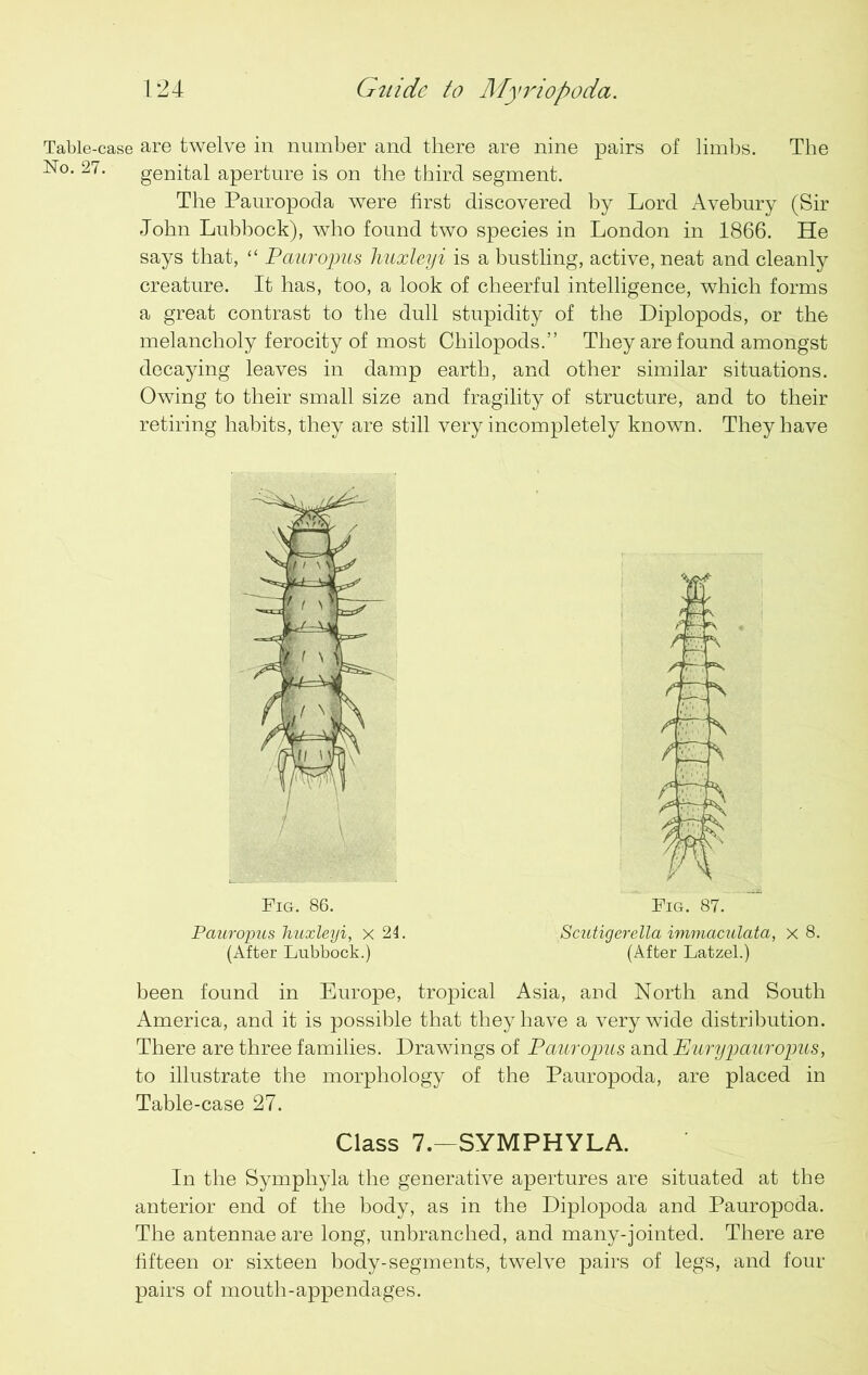 Table-case are twelve in number and there are nine pairs of limbs. The No. 27. genital aperture is on the third segment. The Pauropoda were first discovered by Lord Avebury (Sir John Lubbock), who found two species in London in 1866. He says that, “ Pauropus huxleyi is a bustling, active, neat and cleanly creature. It has, too, a look of cheerful intelligence, which forms a great contrast to the dull stupidity of the Diplopods, or the melancholy ferocity of most Chilopods.” They are found amongst decaying leaves in damp earth, and other similar situations. Owing to their small size and fragility of structure, aud to their retiring habits, they are still very incompletely known. They have Fig. 86. Fig. 87. Pauropus huxleyi, x 24. Scutigerella immaculata, x 8. (After Lubbock.) (After Latzel.) been found in Europe, tropical Asia, aud North and South America, and it is possible that they have a very wide distribution. There are three families. Drawings of Pauropus and Eurypauropus, to illustrate the morphology of the Pauropoda, are placed in Table-case 27. Class 7.—SYMPHYLA. In the Symphyla the generative apertures are situated at the anterior end of the body, as in the Diplopoda and Pauropoda. The antennae are long, unbranched, and many-jointed. There are fifteen or sixteen body-segments, twelve pairs of legs, and four pairs of mouth-appendages.