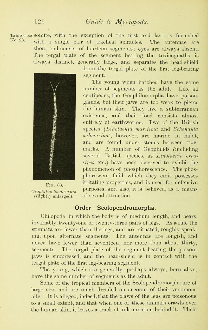 Table-case somite, with the exception of the first and last, is furnished N°. 28. with a single pair of tracheal spiracles. The antennae are short, and consist of fourteen segments; eyes are always absent. The tergal plate of the segment bearing the toxicognaths is always distinct, generally large, and separates the head-shield from the tergal plate of the first leg-bearing segment. The young when hatched have the same number of segments as the adult. Like all centipedes, the Geophilomorpha have poison- glands, but their jaws are too weak to pierce the human skin. They live a subterranean existence, and their food consists almost entirely of earthworms. Two of the British species (Linotaenia maritima and Schendyla submarina), however, are marine in habit, and are found under stones between tide- marks. A number of Geophilids (including several British species, as Linotaenia cras- sipes, etc.) have been observed to exhibit the phenomenon of phosphorescence. The phos- phorescent fluid which they emit possesses irritating properties, and is used for defensive Geophilus longicornis PurPoses> and als0> is believed, as a means (slightly enlarged). of sexual attraction. Order Scolopendromorpha. Chilopoda, in which the body is of medium length, and bears, invariably, twenty-one or twenty-three pairs of legs. As a rule the stigmata are fewer than the legs, and are situated, roughly speak- ing, upon alternate segments. The antennae are longish, and never have fewer than seventeen, nor more than about thirty, segments. The tergal plate of the segment bearing the poison- jaws is suppressed, and the head-shield is in contact with the tergal plate of the first leg-bearing segment. The young, which are generally, perhaps always, born alive, have the same number of segments as the adult. Some of the tropical members of the Scolopendromorpha are of large size, and are much dreaded on account of their venomous bite. It is alleged, indeed, that the claws of the legs are poisonous to a small extent, and that when one of these animals crawls over the human skin, it leaves a track of inflammation behind it. Their Fig. 88.