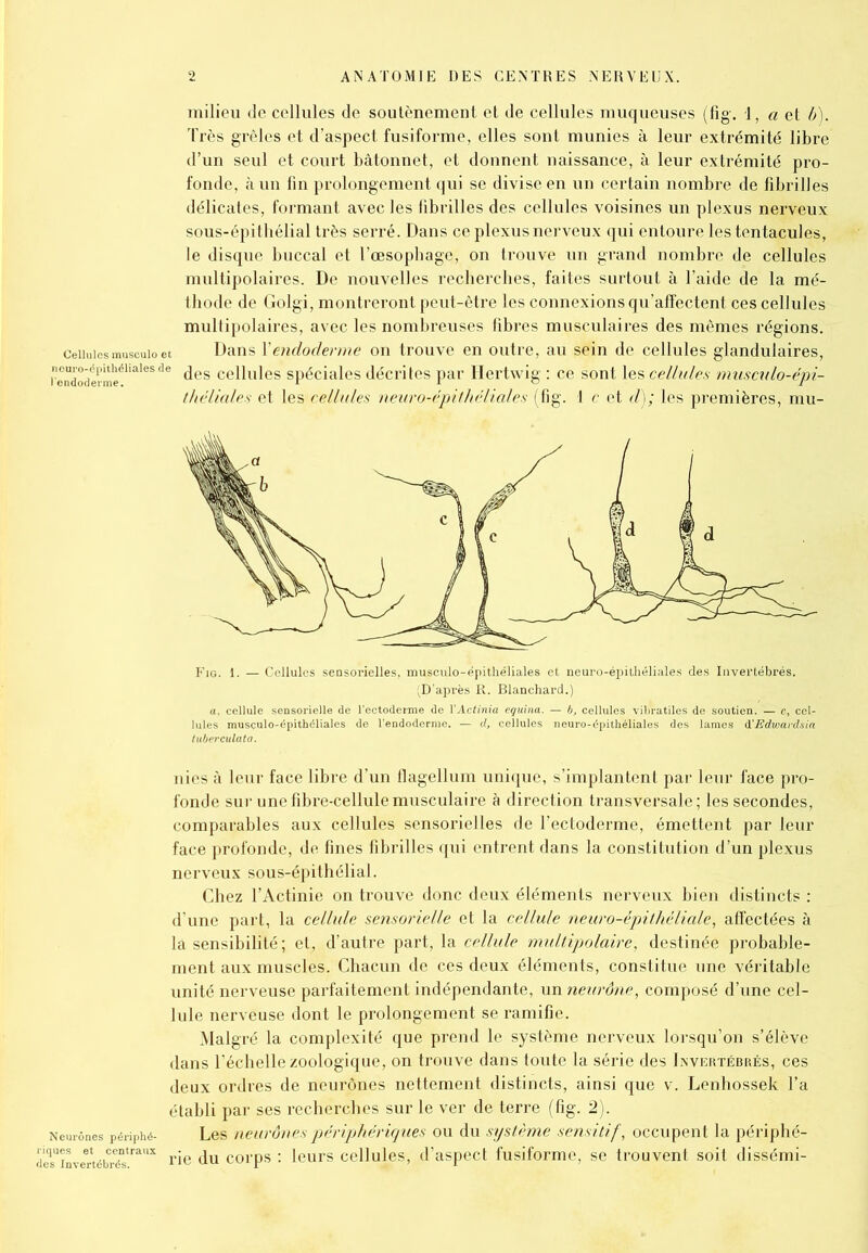 milieu de cellules de soutènement et de cellules muqueuses (fig. 1, a et b). Très grêles et d’aspect fusiforme, elles sont munies à leur extrémité libre d’un seul et court bâtonnet, et donnent naissance, à leur extrémité pro- fonde, à un fin prolongement qui se divise en un certain nombre de fibrilles délicates, formant avec les fibrilles des cellules voisines un plexus nerveux sous-épithélial très serré. Dans ce plexus nerveux qui entoure les tentacules, le disque buccal et l’œsopbage, on trouve un grand nombre de cellules multipolaires. De nouvelles recherches, faites surtout à l’aide de la mé- thode de Golgi, montreront peut-être les connexions qu’affectent ces cellules multipolaires, avec les nombreuses fibres musculaires des mêmes régions. Cellules museuio et Dans Y endoderme on trouve en outre, au sein de cellules glandulaires, rendodtmeél aIeS 16 ^es ce^ules spéciales décrites par Hertwig : ce sont les cellules musculo-épi- théliales et les cellules neuro-épithéliales (fig. 1 c et d); les premières, mu- Fig. 1. — Cellules sensorielles, musculo-épithéliales et neuro-épithéliales des Invertébrés. 'D’après R. Blanchard.) a, cellule sensorielle de l’ectoderme do Y Actinia eguina. — b, cellules vibratiles de soutien. — c, cel- lules musculo-épithéliales de l’endoderme. — d, cellules neuro-épithéliales des lames d'Edwardsia tuberculàta. nies à leur face libre d’un fïagellum unique, s’implantent par leur face pro- fonde sur une fibre-cellule musculaire à direction transversale; les secondes, comparables aux cellules sensorielles de l’ectoderme, émettent par leur face profonde, de fines fibrilles qui entrent dans la constitution d’un plexus nerveux sous-épithélial. Chez l’Actinie on trouve donc deux éléments nerveux bien distincts : d’une part, la cellule sensorielle et la cellule neuro-épithéliale, affectées à la sensibilité; et, d’autre part, la cellule multipolaire, destinée probable- ment aux muscles. Chacun de ces deux éléments, constitue une véritable unité nerveuse parfaitement indépendante, un neurône, composé d’une cel- lule nerveuse dont le prolongement se ramifie. Malgré la complexité que prend le système nerveux lorsqu’on s’élève dans l’échelle zoologique, on trouve dans toute la série des Invertébrés, ces deux ordres de neurones nettement distincts, ainsi que v. Lenhossek l’a établi par ses recherches sur le ver de terre (fig. 2). Neurones périphé- Les neurônes périphériques ou du système sensitif, occupent la périphé- eTiLertébréï^11 rie du corps : leurs cellules, d’aspect fusiforme, se trouvent soit dissémi-