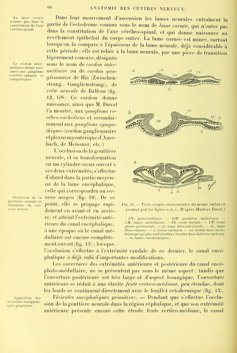 n’enatrelaiaïjHS Dans leur mouvement d’ascension les lames neurales entraînent la constitution de l’axe partie de l’ectoderme connue sous le. nom de lame cornée, qui n’entre pas cérébro-spmai. dans la constitution de l’axe cérébro-spinal, et qui donne naissance au revêtement épithélial du corps entier. La lame cornée est mince, surtout lorsqu'on la compare à F épaisseur de la lame neurale, déjà considérable à cette période ; elle est reliée à la lame neurale, par une pièce de transition légèrement concave, désignée médlair^donnc nais S°US ^ n°m C0r<^0n mt^r~ sance aux ganglions médiaire ou de cordon gan- symp™hiquesaUX et fflionnaire de His (Zwischen- strang, Ganglienstrang), de crête neurale de Balfour (fig. 12, GS). Ce cordon donne naissance, ainsi que M. Duval Fa montré, aux ganglions cé- rébro-rachidiens et secondai- rement aux ganglions sympa- thigues (cordon ganglionnaire et plexus myentérique d’Auer- bach, de Meissner, etc.) L’occlusion delà gouttière neurale, et sa transformation en un cylindre creux ouvert à ses deux extrémités, s’effectue d’abord dans la partie moyen- ne de la lame encéphalique, celle qui correspondra au cer- occiusion de la veau moyen ffig. 10). De ce gouttière neurale et . , -,, formation du cer- point, Bile SG propage rapl- Fig. 11. — Trois coupes transversales du même embryon eau mo*en- dement en avant et en arriè- passant par les lignes a, b, c. (D’après Mathias Duval.) re, et atteint l’extrémité anté- rieure du canal encéphalique, à une époque où le canal mé- dullaire est encore complète- ment ouvert (fig. 13); lorsque l’occlusion s’effectue à l’extrémité caudale de ce dernier, le canal encé- phalique a déjà subi d’importantes modifications. Les ouvertures des extrémités antérieure et postérieure du canal encé- phalo-médullaire, ne se présentent pas sous le même aspect : tandis que l’ouverture postérieure est très large et d’aspect losangique, l’ouverture antérieure se réduit à une étroite fente vertico-médiane, peu étendue, dont les bords se continuent directement avec le feuillet ectodermique (fig. 13). Apparition des Vésicules encéphaliques primitives. — Pendant que s’effectue l’occlu- quesprîmitsion de la gouttière neurale dans la région céphalique, et que son extrémité antérieure présente encore cette étroite fente vertico-médiane, le canal PV. protovertèbres. — GM, gouttière médullaire. — LM, lames médullaires. — Ch, corde dorsale. — PP, fente pleuro-péritonéale. — fi, lame fibro-intestinale. — fe, lame fibro-cutanée. — x, fovea eardiaca. — ms, double lame méso- dermique qui plus tard viendra s’étendre dans la fovea eardiaca. — in, lames entodermiques.