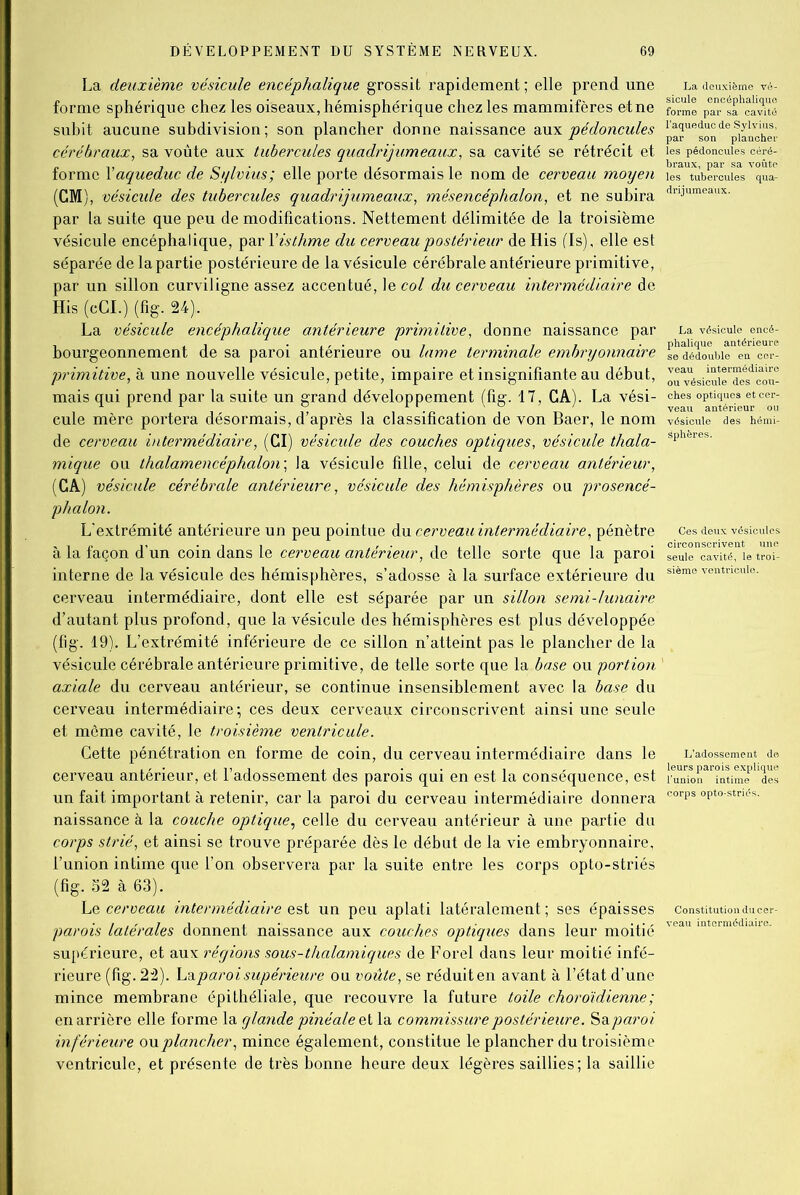 La deuxième vésicule encéphalique grossit rapidement ; elle prend une forme sphérique chez les oiseaux, hémisphérique chez les mammifères etne subit aucune subdivision; son plancher donne naissance aux pédoncules cérébraux, sa voûte aux tubercules quadrijumeaux, sa cavité se rétrécit et forme Y aqueduc de Sylvius; elle porte désormais le nom de cerveau moyen (CM), vésicule des tubercules quadrijumeaux, mésencéphalon, et ne subira par la suite que peu de modifications. Nettement délimitée de la troisième vésicule encéphalique, par Y isthme du cerveau postérieur de His fis), elle est séparée de la partie postérieure de la vésicule cérébrale antérieure primitive, par un sillon curviligne assez accentué, le col du cerveau intermédiaire de His (cCI.) (fig. 24). La vésicule encéphalique antérieure primitive, donne naissance par bourgeonnement de sa paroi antérieure ou lame terminale embryonnaire primitive, à une nouvelle vésicule, petite, impaire et insignifiante au début, mais qui prend par la suite un grand développement (fig. 17, CA). La vési- cule mère portera désormais, d’après la classification de von Baer, le nom de cerveau intermédiaire, (CI) vésicide des couches optiques, vésicide thala- mique ou thalamencéphalon\ la vésicule fille, celui de cerveau antérieur, (CA) vésicule cérébrale antérieure, vésicule des hémisphères ou prosencé- phalon. L'extrémité antérieure un peu pointue du cerveau intermédiaire, pénètre à la façon d’un coin dans le cerveau antérieur, de telle sorte que la paroi interne de la vésicule des hémisphères, s’adosse à la surface extérieure du cerveau intermédiaire, dont elle est séparée par un sillon semi-lunaire d’autant plus profond, que la vésicule des hémisphères est plus développée (fig. 19). L’extrémité inférieure de ce sillon n’atteint pas le plancher de la vésicule cérébrale antérieure primitive, de telle sorte que la base ou portion axiale du cerveau antérieur, se continue insensiblement avec la base du cerveau intermédiaire; ces deux cerveaux circonscrivent ainsi une seule et môme cavité, le troisième ventricule. Cette pénétration en forme de coin, du cerveau intermédiaire dans le cerveau antérieur, et l’adossement des parois qui en est la conséquence, est un fait important à retenir, car la paroi du cerveau intermédiaire donnera naissance à la couche optique, celle du cerveau antérieur à une partie du corps strié, et ainsi se trouve préparée dès le début de la vie embryonnaire, l’union intime que l’on observera par la suite entre les corps opto-striés (fig. 32 à 63). Le cerveau intermédiaire est un peu aplati latéralement ; ses épaisses parois latérales donnent naissance aux couches optiques dans leur moitié supérieure, et aux régions sous-thalamiques de Forel dans leur moitié infé- rieure (fig. 22). Laparoi supérieure ou voûte, se réduit en avant à l’état d’une mince membrane épithéliale, que recouvre la future toile choroïdienne; en arrière elle forme la glande pinéaleoi la commissure postérieure. Sa paroi inférieure on plancher, mince également, constitue le plancher du troisième ventricule, et présente de très bonne heure deux légères saillies; la saillie sicule encéphalique forme par sa cavité l’aqueduc de Sylvius, par son plancher les pédoncules céré- braux, par sa voûte les tubercules qua- La vésicule encé- phalique antérieure se dédouble eu cer- veau intermédiaire vésicule des hémi- sphères. L’adossement de leurs parois explique l’union intime des corps opto-striés. Constitution du cer-