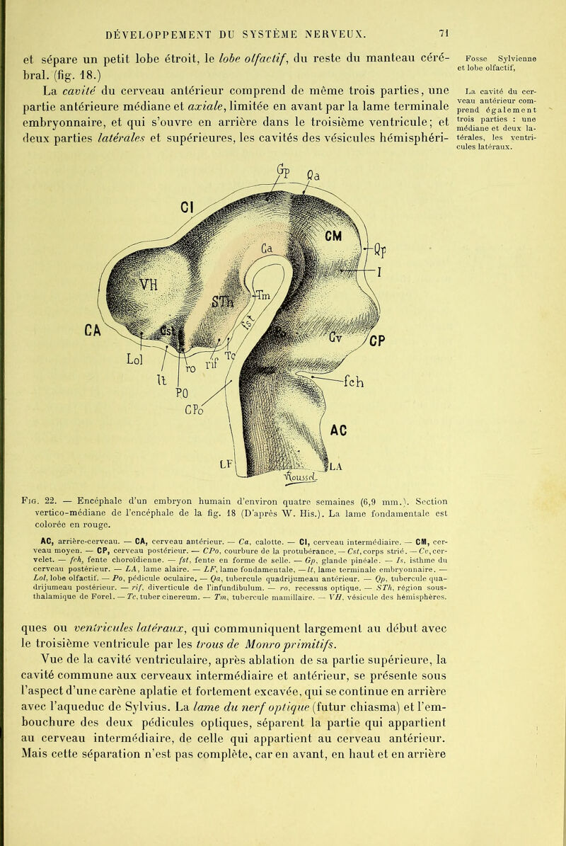 et sépare un petit lobe étroit, le lobe olfactif, du reste du manteau céré- bral. (fig. 18.) La cavité du cerveau antérieur comprend de même trois parties, une partie antérieure médiane et axiale, limitée en avant par la lame terminale embryonnaire, et qui s’ouvre en arrière dans le troisième ventricule; et deux parties latérales et supérieures, les cavités des vésicules hémisphéri- Fig. 22. — Encéphale d’un embryon humain d’environ quatre semaines (6,9 mm.). Section vertico-médiane de l’encéphale de la fig. 18 (D’après W. His.). La lame fondamentale est colorée en rouge. AC, arrière-cerveau. — CA, cerveau antérieur. — Ca, calotte. — Cl, cerveau intermédiaire. — CIVI, cer- veau moyen. — CP, cerveau postérieur. — CPo, courbure de la protubérance. — Cst,corps strié. —Cv,cer- velet. — fc.h, fente choroïdienne. — fst, fente en forme de selle. — Gp, glande pinéale. — Is, isthme du cerveau postérieur. — LA, lame alaire. — LF, lame fondamentale, —U, lame terminale embryonnaire. — Loi, lobe olfactif. — Po, pédicule oculaire. — Qa, tubercule quadrijumeau antérieur. — Qp, tubercule qua- drijumeau postérieur. — rif, diverticule de linfundibulum. — ro, recessus optique. — S Th, région sous- thalamique de Forel. — Te, tuber cinereum. — Tm, tubercule mamillaire. — VH, vésicule des hémisphères. ques ou ventricules latéraux, qui communiquent largement au début avec le troisième ventricule par les trous de Monroprimitifs. Vue de la cavité ventriculaire, après ablation de sa partie supérieure, la cavité commune aux cerveaux intermédiaire et antérieur, se présente sous l’aspect d’une carène aplatie et fortement excavée, qui se continue en arrière avec l’aqueduc de Sylvius. La lame du nerf optique (futur chiasma) et l’em- bouchure des deux pédicules optiques, séparent la partie qui appartient au cerveau intermédiaire, de celle qui appartient au cerveau antérieur. Mais cette séparation n’est pas complète, car en avant, en haut et en arrière