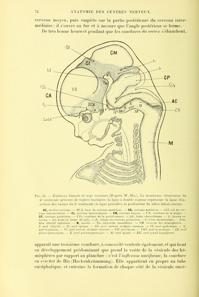 cerveau moyen, puis empiète sur la partie postérieure du cerveau inter- médiaire ; il s’ouvre au fur et à mesure que l’angle postérieur se ferme. De très bonne heure et pendant que les courbures du vertex s’ébauchent, Fig. 24. — Embryon humain de sept semaines (D’après W. His.). La membrane obturatrice du 4e ventricule présente de légères hachures ; la ligne à double contour représente la ligne d’in- sertion des tænias du 4e ventricule ; la ligne pointillée, la profondeur du sillon labial externe. AC, arrière-cerveau. — BCA, base du cerveau antérieur. — CA, cerveau antérieur. — cCI, col du cer- veau intermédiaire. — Cl, cerveau intermédiaire. — CM, cerveau moyen. — CN, courbure de la nuque. — CP, cerveau postérieur. — CPo, courbure de la protubérance. — feh, fente ehoroïdienne. — fs, fissura se- rotina. — fst, fente en forme de selle. — /s, isthme du cerveau postérieur. — Ir. lèvre rhomboïdale. — Lola, lobe olfactif antérieur. — M, moelle, — Tm, tubercule mamillaire. — VH, vésicule des hémisphères. — I, nerf olfactif. — //, nerf optique. — III, nerf moteur oculaire commun. — IV, nerf pathétique. — V, nerf trijumeau. — VI, nerf moteur oculaire externe.— VII, nerf facial. — VIII, nerf acoustique. —IX, nerf glosso-pharyngien. — X, nerf pneumogastrique. — XI, nerf spinal. — XII, nerf grand hypoglosse. apparaît une troisième courbure, à concavité ventrale également, et qui tient au développement prédominant que prend la voûte de la vésicule des hé- misphères par rapport au plancher : c’est Y inflexion unciforme, la courbure en crochet de His (Hackenkrümmung). Elle appartient en propre au tube encéphalique, et entraîne la formation de chaque côté de la vésicule encé-