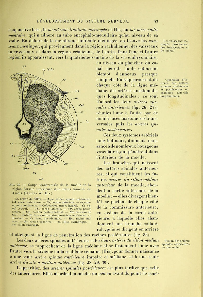 conjonctive lisse, la membrane limitante méningée de His, ou 'pie-mère rudi- mentaire, qui n’adhère au tube encéphalo-médullaire qu’au niveau de sa voûte. En dehors de la membrane limitante méningée, on trouve les vais- Les seaux méningés, qui proviennent dans la région rachidienne, des vaisseaux dès°iD inter-costaux et dans la région crânienne, de l’aorte. Dans l’une et l’autre del ao région ils apparaissent, vers la quatrième semaine de la vie embryonnaire, au niveau du plancher du ca- nal neural, qu’ils entourent bientôt d’anneaux presque complets. Puis apparaissent,de chaque côte de la ligne mé- diane, des artères anastomoti- ques longitudinales : ce sont d’abord les deux artères spi- nales antérieures (fig. 26, 27); réunies l’une à l’autre par de nombreuses anastomoses trans- versales puis les artères spi- nales postérieures. Ces deux systèmes artériels longitudinaux, donnent nais- sance à de nombreux bourgeons vasculaires,qui pénètrent dans l’intérieur de la moelle. Les branches qui naissent des artères spinales antérieu- res, et qui constituent les fu- tures artères du sillon médian antérieur de la moelle, abor- dent la partie antérieure de la moelle; — elles divergent bien- tôt, se portent de chaque côté de la commissure antérieure, en dedans de la corne anté- rieure, à laquelle elles aban- donnent une branche collaté- rale, puis se dirigent en arrière et atteignent la ligne de pénétration des racines postérieures (fig. 85). Les deux artères spinales antérieures et les deux artères du sillon médian antérieur, se rapprochent de la ligne médiane et se fusionnent l’une avec l’autre vers la sixième ou la septième semaine (His), pour donner naissance à une seule artère spinale antérieure, impaire et médiane, et à une seule artère du sillon médian antérieur (fig. 28, 29, 30). L’apparition des artères spinales postérieures est plus tardive que celle des antérieures. Elles abordent la moelle un peu en avant du point de péné- Fig. 30. — Coupe transversale de la moelle de la région dorsale supérieure d’un fœtus humain de 3 mois. (D’après W. His.) 0 du sillon. — . CA, c antériei - C’a, c -latéral. —Ce, ca- ial central. — CL, corne latérale. — CP, corne posté- — Cpl, cordon postéro-latéral. — FG, faisceau de Fo (FB), faisceau ovalaire postérieur ou faisceau de ih. — Le. lame épendymaire. — Rm, racine mo- - Rs, racine sensitive. — sc, sillon cylindrique. — onmarginal. éoll. Apparition ulté- rieure des artères spinales antérieures 3t postériei systèmes artériels