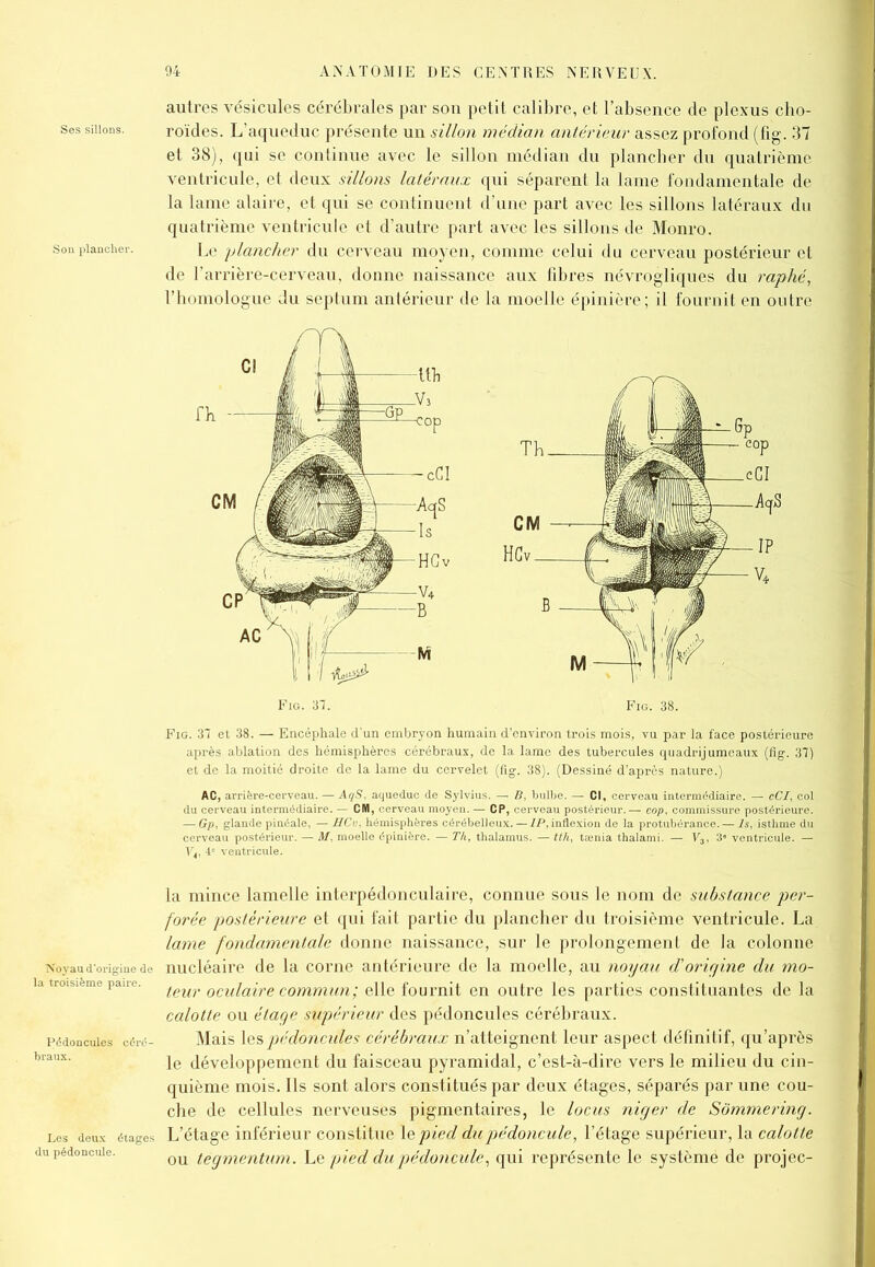 autres vésicules cérébrales par son petit calibre, et l’absence de plexus cho- ses sillons. roïdes. L’aqueduc présente un sillon médian antérieur assez profond (fig. 37 et 38), qui se continue avec le sillon médian du plancher du quatrième ventricule, et deux sillons latéraux qui séparent la lame fondamentale de la lame alaire, et qui se continuent d’une part avec les sillons latéraux du quatrième ventricule et d’autre part avec les sillons de Monro. son plancher. Le plancher du cerveau moyen, comme celui du cerveau postérieur et de l’arrière-cerveau, donne naissance aux fibres névrogliques du raphé, l’homologue du septum antérieur de la moelle épinière; il fournit en outre Fig. 37. Fig. 38. Fig. 37 et 38. — Encéphale d'un embryon humain d’environ trois mois, vu par la face postérieure après ablation des hémisphères cérébraux, de la lame des tubercules quadrijumeaux (fig. 37) et de la moitié droite de la lame du cervelet (fig. 38). (Dessiné d’après nature.) AC, arrière-cerveau. — AqS, aqueduc de Sylvius. — 6, bulbe. — Cl, cerveau intermédiaire. — cCI, col du cerveau intermédiaire. — CM, cerveau moyen. — CP, cerveau postérieur. — cop, commissure postérieure. — Gp, glande pinéale, — UCe, hémisphères cérébelleux. — IP, inflexion de la protubérance. — ls, isthme du cerveau postérieur. — M, moelle épinière. — Th, thalamus. — tth, taenia thalami. — V3, 3» ventricule. — V3, 4e ventricule. la mince lamelle interpédonculaire, connue sous le nom de substance per- forée postérieure et qui fait partie du plancher du troisième ventricule. La lame fondamentale donne naissance, sur le prolongement de la colonne Noyau d’origine de nucléaire de la corne antérieure de la moelle, au noyau d'origine du mo- ia troisième paire. ^ oculaire commun ; elle fournit en outre les parties constituantes de la calotte ou étage supérieur des pédoncules cérébraux, pédoncules céré- Mais les pédoncules cérébraux n’atteignent leur aspect définitif, qu’après le développement du faisceau pyramidal, c’est-à-dire vers le milieu du cin- quième mois. Ils sont alors constitués par deux étages, séparés par une cou- che de cellules nerveuses pigmentaires, le locus niger de Sômmering. Les deux étages L’étage inférieur constitue le pied du pédoncule, l’étage supérieur, la calotte du pédoncule. ou tegmentum. Le pied du pédoncule, qui représente le système de projec-