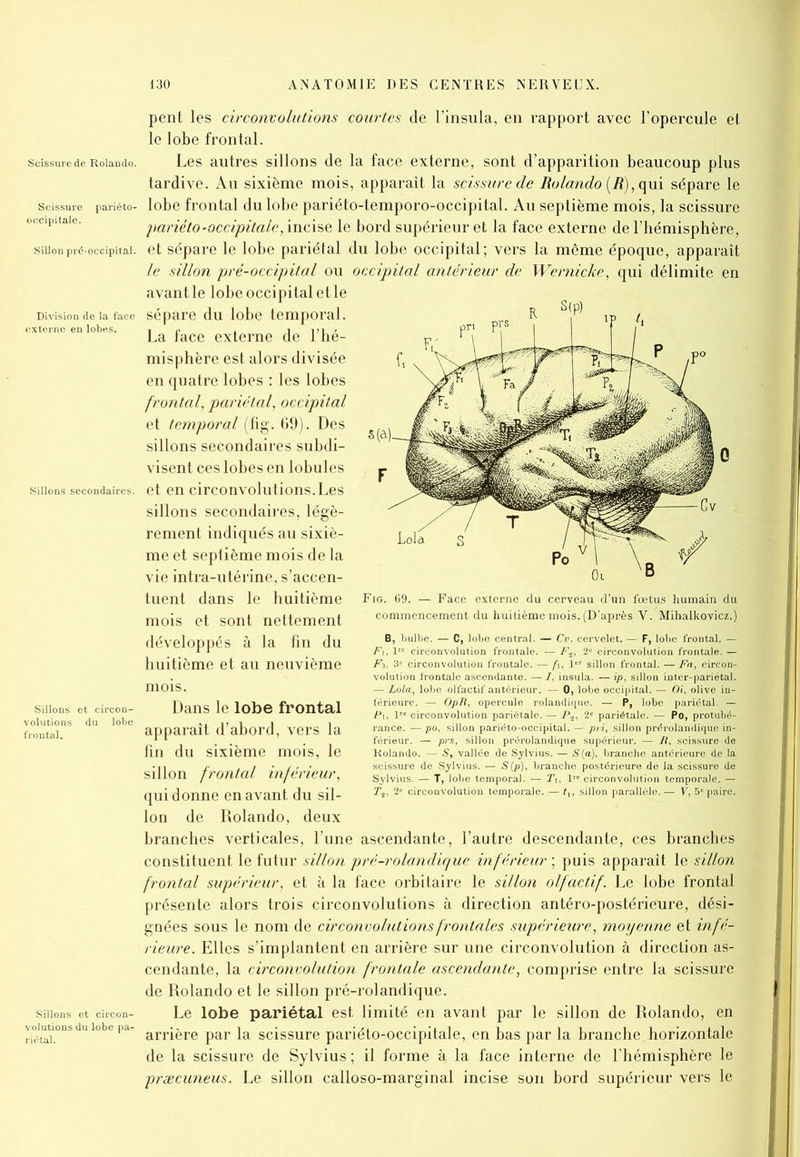 pent les circonvolutions courtes de l’insula, en rapport avec l’opercule et le lobe frontal. Scissure de Roiando. Les autres sillons de la face externe, sont d’apparition beaucoup plus tardive. Au sixième mois, apparaît la scissure de Roiando (R), qui sépare le scissure pariéto- lobe frontal du lobe pariéto-temporo-occipital. Au septième mois, la scissure occipitale. pariéto-occipitale, incise le bord supérieur et la face externe de l’hémisphère, sillonpré-occipitai. et sépare le lobe pariétal du lobe occipital; vers la même époque, apparaît le sillon pré-occipital ou occipital antérieur de Wernicke, qui délimite en avant le lobe occipital et le Division do la face sépare du lobe tempoi’al. externe en lobes. pa pace ex^erne (Jg fhé- misphère est alors divisée en quatre lobes : les lobes frontal, pariétal, occipital et temporal (fig. 69). Des sillons secondaires subdi- visent ces lobes en lobules salons secondaires, et en circonvolutions.Les sillons secondaires, légè- rement indiqués au sixiè- me et septième mois de la vie intra-utérine, s’accen- tuent dans le huitième mois et sont nettement développés à la fin du huitième et au neuvième mois. suions et circon- Dans le lobe frontal frontal!15 dU lt>be apparaît d’abord, vers la fin du sixième mois, le sillon frontal inférieur, qui donne en avant du sil- lon de Roiando, deux branches verticales, l’une ascendante, l’autre descendante, ces branches constituent le futur sillon pré-rolandique inférieur ; puis apparaît le sillon frontal supérieur, et à la face orbitaire le sillon olfactif. Le lobe frontal présente alors trois circonvolutions à direction antéro-postérieure, dési- gnées sous le nom de circonvolutions frontales supérieure, moyenne et infé- rieure. Elles s’implantent en arrière sur une circonvolution à direction as- cendante, la circonvolution frontale ascendante, comprise entre la scissure de Roiando et le sillon pré-rolandique. suions et circon- Le lobe pariétal est limité en avant par le sillon de Roiando, en ru-taiI0nSdul0bepa arrière par la scissure pariéto-occipitale, en bas par la branche horizontale de la scissure de Sylvius ; il forme à la face interne de l’hémisphère le præcuneus. Le sillon calloso-marginal incise son bord supérieur vers le Fig. 69. — Face externe du cerveau d’un fœtus humain du commencement du huitième mois. (D’après V. Mihalkovicz.) B, bulbe. — C, lobe central. — Cv. cervelet. - F, lobe frontal. — F\, lrc circonvolution frontale. — F2, 2“ circonvolution frontale. — Fi, 3e circonvolution frontale. — fu 1er sillon frontal. — Fa, circon- volution frontale ascendante. — I, insula. — ip, sillon inter-pariétal. — Lola, lobe olfactif antérieur. — 0, lobe occipital. — Oi, olive in- férieure. — OpR, opercule rolandique. — P, lobe pariétal. — Pi, lr° circonvolution pariétale. — P,, 2' pariétale. — Po, protubé- rance. — po, sillon pariéto-occipital. — pri, sillon prérolandique in- férieur. — prs, sillon prérolandique supérieur. — II, scissure de Kolando. — S, vallée de Sylvius. — S (a), branche antérieure de la scissure de Sylvius. — S(p), branche postérieure de la scissure de Sylvius. — T, lobe temporal. — T,, l™ circonvolution temporale. — 2° circonvolution temporale. — f„ sillon parallèle. — V, 5» paire.