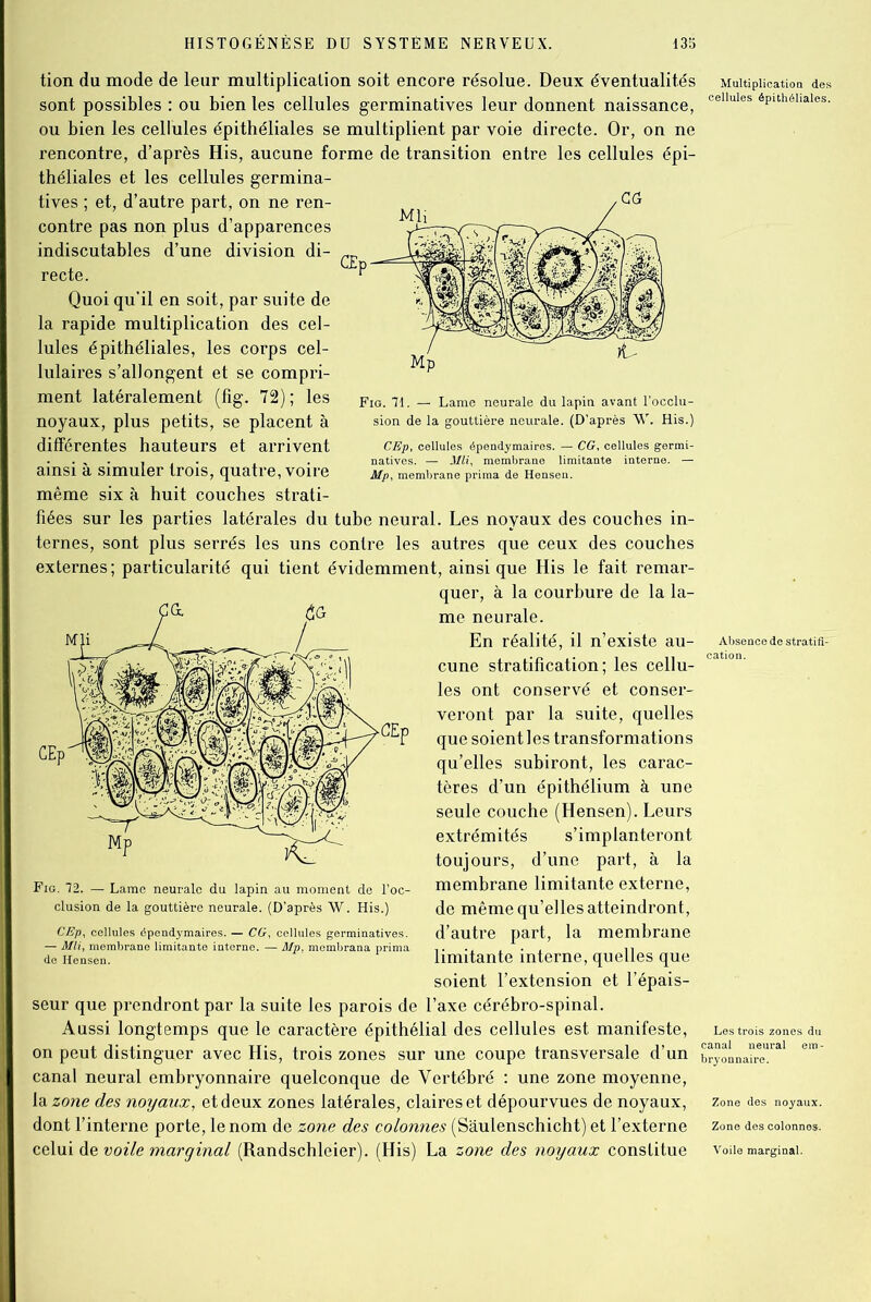 tion du mode de leur multiplication soit encore résolue. Deux éventualités Multiplication des sont possibles : ou bien les cellules germinatives leur donnent naissance, celluIes éPlthéiiaies. ou bien les cellules épithéliales se multiplient par voie directe. Or, on ne rencontre, d’après His, aucune forme de transition entre les cellules épi- théliales et les cellules germina- tives ; et, d’autre part, on ne ren- contre pas non plus d’apparences indiscutables d’une division di- recte. Quoi qu'il en soit, par suite de la rapide multiplication des cel- lules épithéliales, les corps cel- lulaires s’allongent et se compri- ment latéralement (fig. 72); les noyaux, plus petits, se placent à différentes hauteurs et arrivent ainsi à simuler trois, quatre, voire même six à huit couches strati- fiées sur les parties latérales du tube neural. Les noyaux des couches in- ternes, sont plus serrés les uns contre les autres que ceux des couches externes ; particularité qui tient évidemment, ainsi que His le fait remar- quer, à la courbure de la la- me neurale. En réalité, il n’existe au- Absence de stratifF cune stratification ; les cellu- ca '°n les ont conservé et conser- veront par la suite, quelles que soient les transformations qu’elles subiront, les carac- tères d’un épithélium à une seule couche (Hensen). Leurs extrémités s’implanteront toujours, d’une part, à la membrane limitante externe, de même qu’elles atteindront, d’autre part, la membrane limitante interne, quelles que soient l’extension et l’épais- seur que prendront par la suite les parois de l’axe cérébro-spinal. Aussi longtemps que le caractère épithélial des cellules est manifeste, Les trois zones du on peut distinguer avec His, trois zones sur une coupe transversale d’un bryonna?^™1 canal neural embryonnaire quelconque de Vertébré : une zone moyenne, la zone des noyaux, et deux zones latérales, claires et dépourvues de noyaux, zone des noyaux, dont l’interne porte, le nom de zone des colonnes (Saulenschicht) et l’externe zone des colonnes, celui de voile marginal (Randschleier). (His) La zone des noyaux constitue voile marginal. Fig. 72. — Lame neurale du lapin au moment de l’oc- clusion de la gouttière neurale. (D’après W. His.) CEp, cellules épendymaires. — CG, cellules germinatives. — Mli, membrane limitante interne. — Mp. membrana prima de Hensen. Fig. 71. — Lame neurale du lapin avant l’occlu- sion de la gouttière neurale. (D’après W. His.) CEp, cellules épendymaires. — CG, cellules germi- natives. — Mli, membrane limitante interne. — Mp, membrane prima de Hensen.