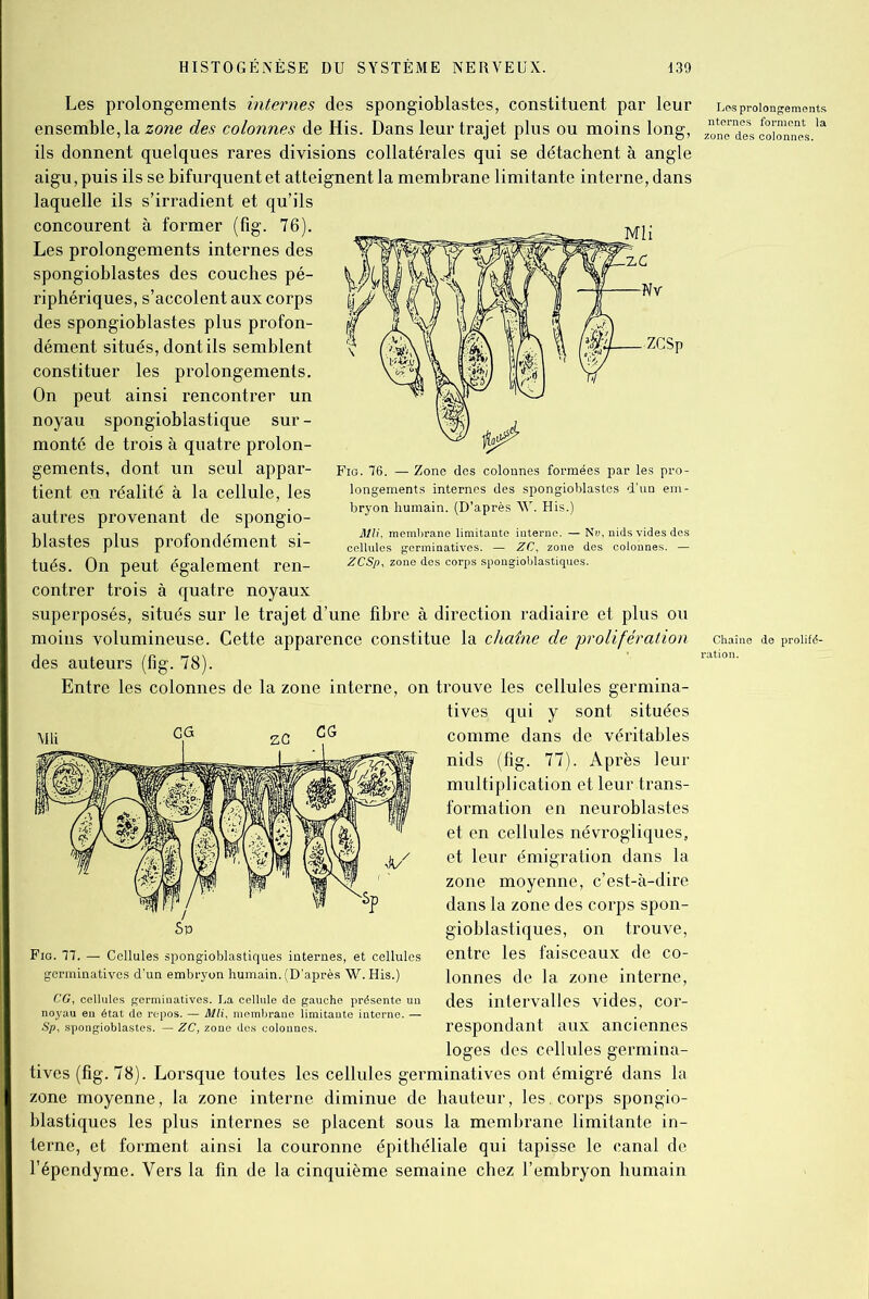 Les prolongements internes des spongioblastes, constituent par leur Les prolonge ensemble, la zone des colonnes de His. Dans leur trajet plus ou moins long, ZonTd7scoi™n ils donnent quelques rares divisions collatérales qui se détachent à angle aigu, puis ils se bifurquent et atteignent la membrane limitante interne, dans laquelle ils s’irradient et qu’ils concourent à former (fig. 76). Les prolongements internes des spongioblastes des couches pé- riphériques, s’accolent aux corps des spongioblastes plus profon- dément situés, dont ils semblent constituer les prolongements. On peut ainsi rencontrer un noyau spongioblastique sur - monté de trois à quatre prolon- gements, dont un seul appar- tient en réalité à la cellule, les autres provenant de spongio- blastes plus profondément si- tués. On peut également ren- contrer trois à quatre noyaux superposés, situés sur le trajet d’une fibre à direction radiaire et plus ou moins volumineuse. Cette apparence constitue la chaîne de prolifération chaîne de p des auteurs (fig. 78). ratl0n' Entre les colonnes de la zone interne, on trouve les cellules germina- tives qui y sont situées comme dans de véritables nids (fig. 77). Après leur multiplication et leur trans- formation en neuroblastes et en cellules névrogliques, et leur émigration dans la zone moyenne, c’est-à-dire dans la zone des coi’ps spon- gioblastiques, on trouve, entre les faisceaux de co- lonnes de la zone interne, des intervalles vides, cor- respondant aux anciennes loges des cellules germina- tives (fig. 78). Lorsque toutes les cellules germinatives ont émigré dans la zone moyenne, la zone interne diminue de hauteur, les, corps spongio- blastiques les plus internes se placent sous la membrane limitante in- terne, et forment ainsi la couronne épithéliale qui tapisse le canal de l’épendyme. Vers la fin de la cinquième semaine chez l’embryon humain Fig. 77. — Cellules spongioblastiques internes, et cellules germinatives d’un embryon humain. (D’après W. His.) CG, cellules germinatives. La cellule de gauche présente uu noyau en état de repos. — Mli, membrane limitante interne. — Sp, spongioblastes. — ZC, zone des colonnes. Fig. 76. — Zone des colonnes formées par les pro- longements internes des spongioblastes d’un em- bryon humain. (D’après W. His.) Mli, membrane limitante interne. — Nu, nids vides des cellules germinatives. — ZC, zone des colonnes. — ZCSp, zone des corps spongioblastiques.