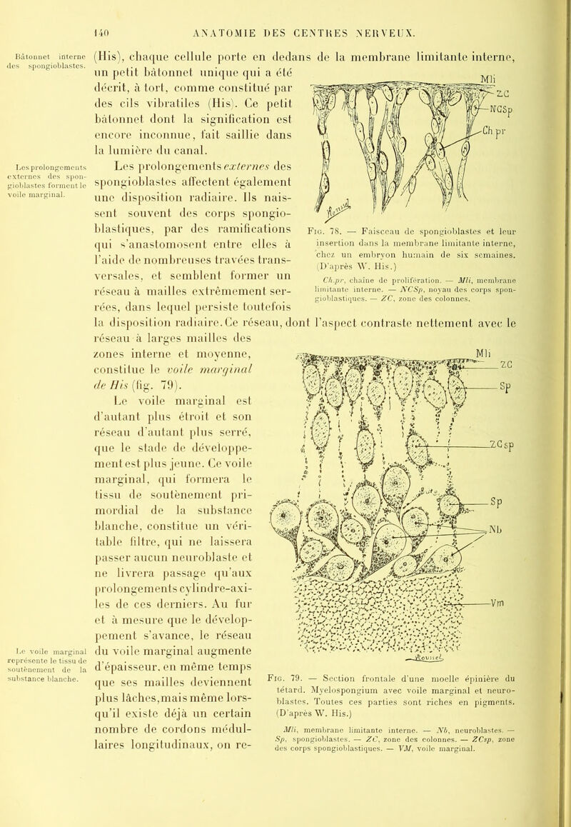 des cils vibratiles (His). Ce petit bâtonnet dont la signification est encore inconnue, fait saillie dans la lumière du canal. Les prolongements externes des spongioblastes affectent également une disposition radiaire. Ils nais- sent souvent des corps spongio- blastiques, par des ramifications qui s’anastomosent entre elles à l’aide de nombreuses travées trans- versales, et semblent former un (His), chaque cellule porte en dedans de la membrane limitante interne, un petit bâtonnet unique qui a été décrit, à tort, comme constitué par rées, dans lequel persiste toutefois la disposition radiaire. Ce réseau, dont l’aspect contraste r réseau à larges mailles des zones interne et moyenne, constitue le voile marginal de His {fig. 79). Le voile marginal est d’autant plus étroit et son réseau d’autant plus serré, que le stade de développe- ment est plus jeune. Ce voile marginal, qui formera le tissu de soutènement pri- mordial de la substance blanche, constitue un véri- table filtre, qui ne laissera passer aucun neuroblaste et ne livrera passage qu’aux prolongements cylindre-axi- les de ces derniers. Au fur et à mesure que le dévelop- pement s’avance, le réseau du voile marginal augmente d’épaisseur. en même temps que ses mailles deviennent plus lâches,mais même lors- qu’il existe déjà un certain nombre de cordons médul- laires longitudinaux, on re- nt avec le têtard. Myelospongiu blastes. Toutes ces j (D’après W. His.)