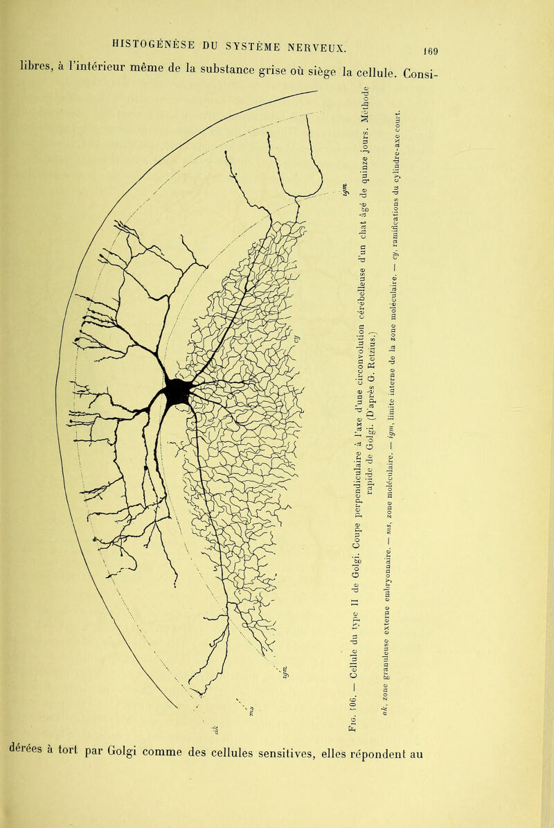 libres, à l’intérieur même de la substance grise où siège la cellule. Consi-