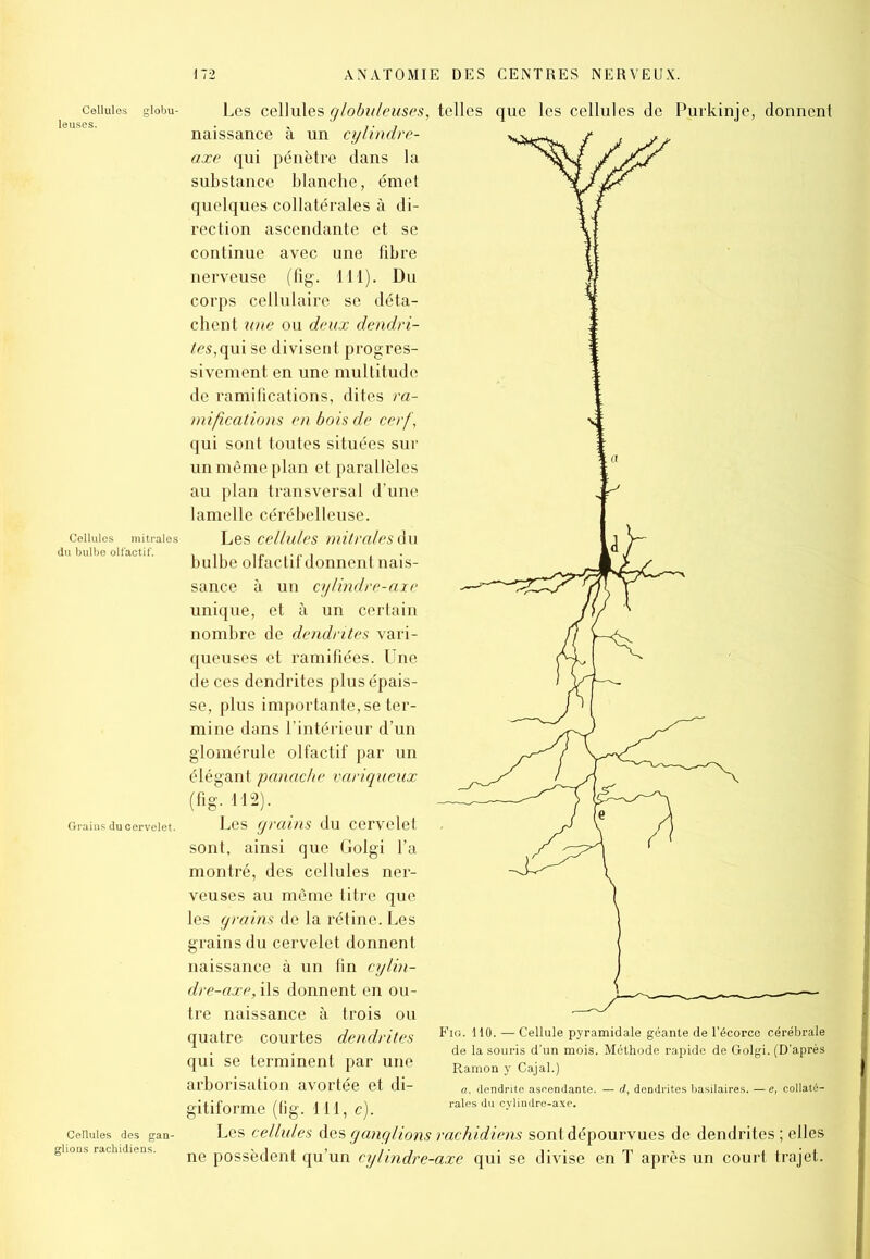 Cellules mitrales du bulbe olfactif. Grains du cervelet. Cellules des gan- glions rachidiens. Les cellules globuleuses, telles que les cellules de Purkinje, donnent naissance à un cylindre- axe qui pénètre dans la substance blanche, émet quelques collatérales à di- rection ascendante et se continue avec une fibre nerveuse (fig. 111). Du corps cellulaire se déta- chent une ou deux dendri- tes,qui se divisent progres- sivement en une multitude de ramifications, dites ra- mifications en bois de cerf, qui sont toutes situées sur un même plan et parallèles au plan transversal d’une lamelle cérébelleuse. Les cellules mitrales du bulbe olfactif donnent nais- sance à un cylindre-axe unique, et à un certain nombre de dendrites vari- queuses et ramifiées. Une de ces dendrites plus épais- se, plus importante, se ter- mine dans l’intérieur d’un glomérule olfactif par un élégant panache variqueux (fig. 112). Les grains du cervelet sont, ainsi que Golgi l’a montré, des cellules ner- veuses au même titre que les grains de la rétine. Les grains du cervelet donnent naissance à un fin cylin- dre-axe, ils donnent en ou- tre naissance à trois ou quatre courtes dendrites qui se terminent par une arborisation avortée et di- gitiforme (fig. 111, c). Les cellules des ganglions rachidiens sont dépourvues de dendrites; elles ne possèdent qu’un cylindre-axe qui se divise en T après un court trajet. Fig. 110. — Cellule pyramidale géante de l’écorce cérébrale de la souris d’un mois. Méthode rapide de Golgi. (D’après Ramon y Cajal.) a, dendrite ascendante. — d, dendrites basilaires. — e, collaté- rales du cylindre-axe.